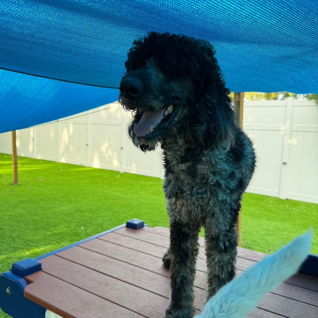 Marble, Adoptable, Adult Male Standard Poodle.