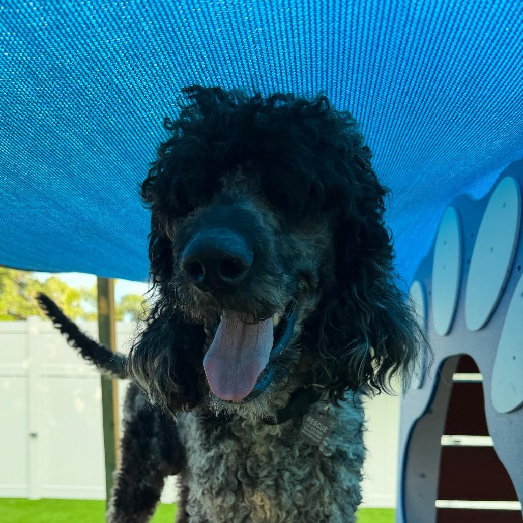 Marble, a Adoptable Standard Poodle in Sarasota, FL image 2/6