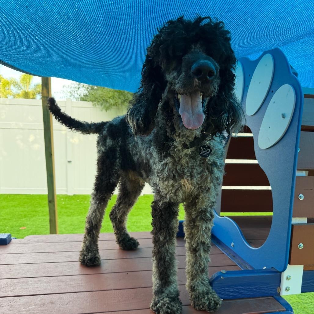 Marble, a Adoptable Standard Poodle in Sarasota, FL image 3/6