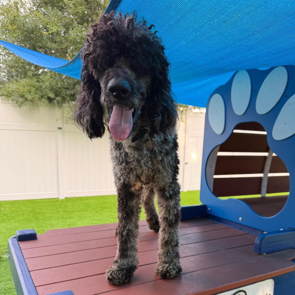 Marble, a Adoptable Standard Poodle in Sarasota, FL image 4/6