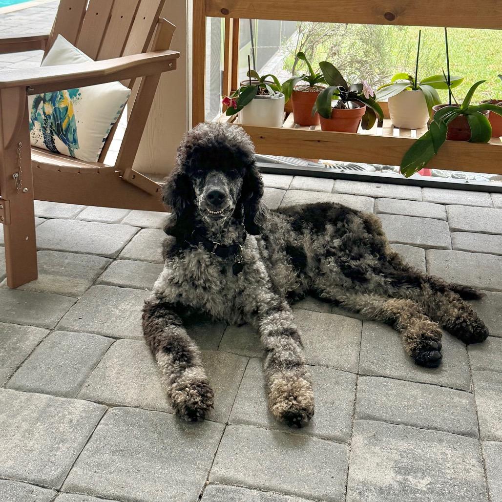 Marble, a Adoptable Standard Poodle in Sarasota, FL image 5/6