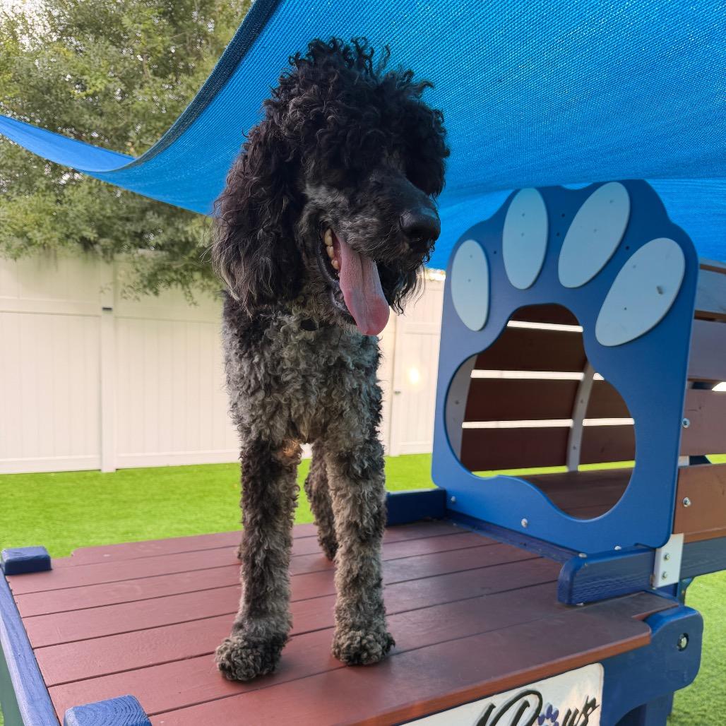 Marble, a Adoptable Standard Poodle in Sarasota, FL image 6/6
