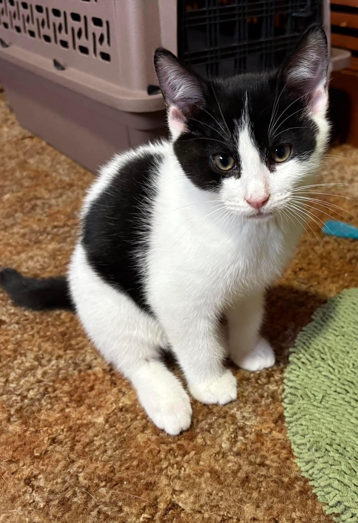 Oreo, Baby Male unknown