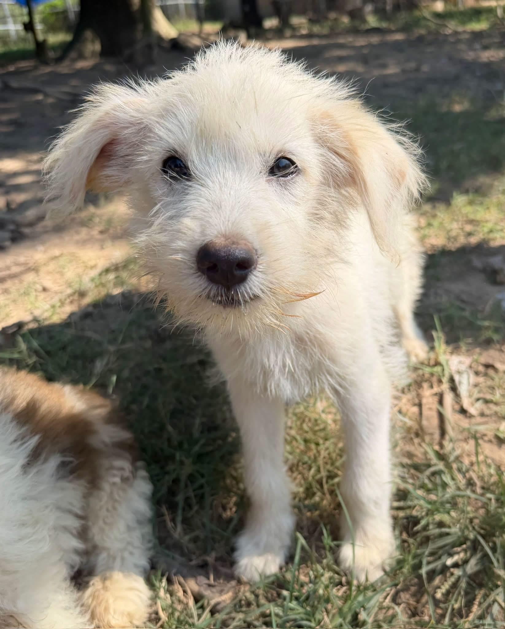 Smilla, Adoptable, Young Female Poodle.