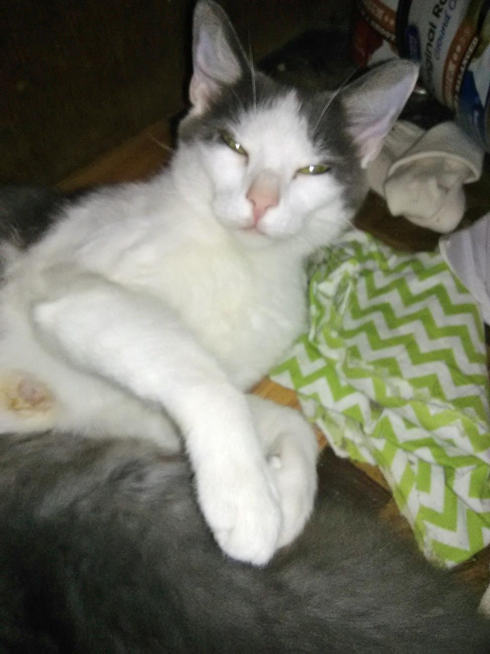 Willow (Community Assist)