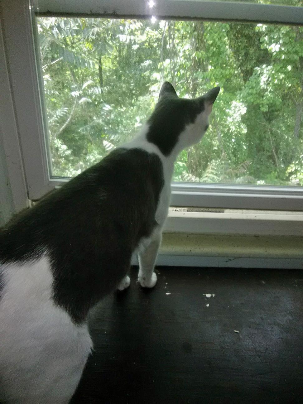 Willow (Community Assist)