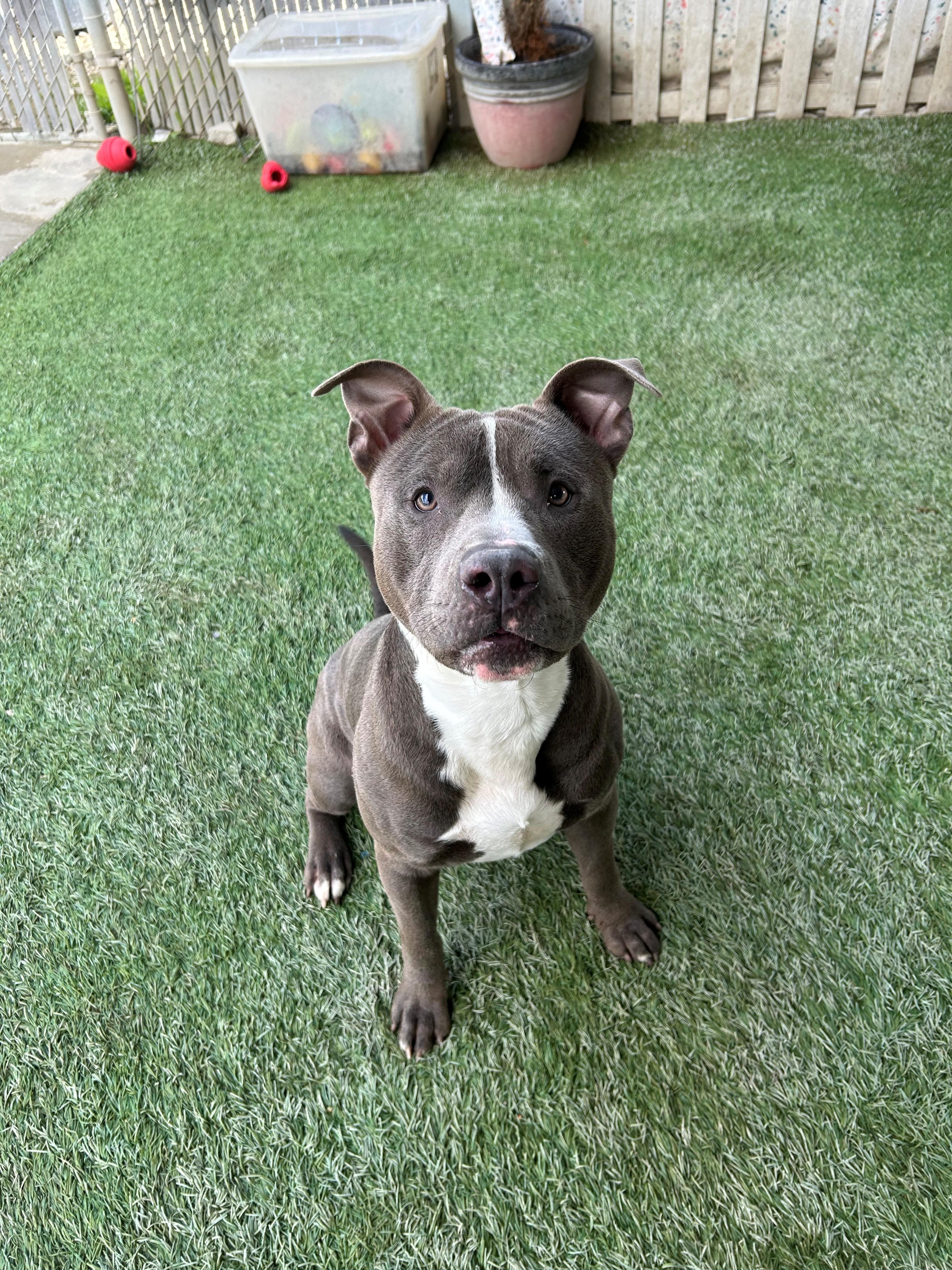 Pumba