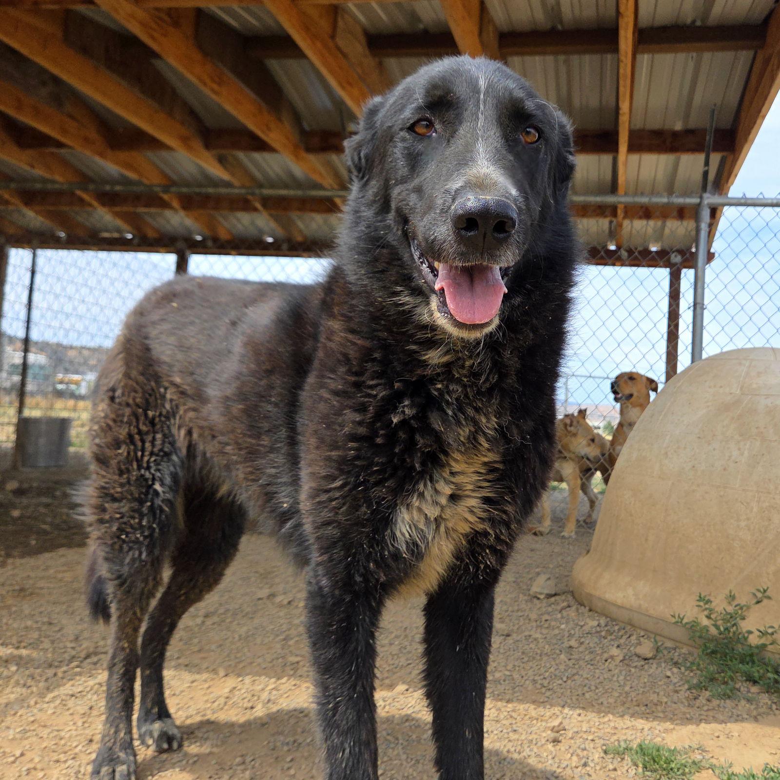 Sabrina, Adoptable, Adult Female Belgian Shepherd / Malinois & Great Pyrenees.