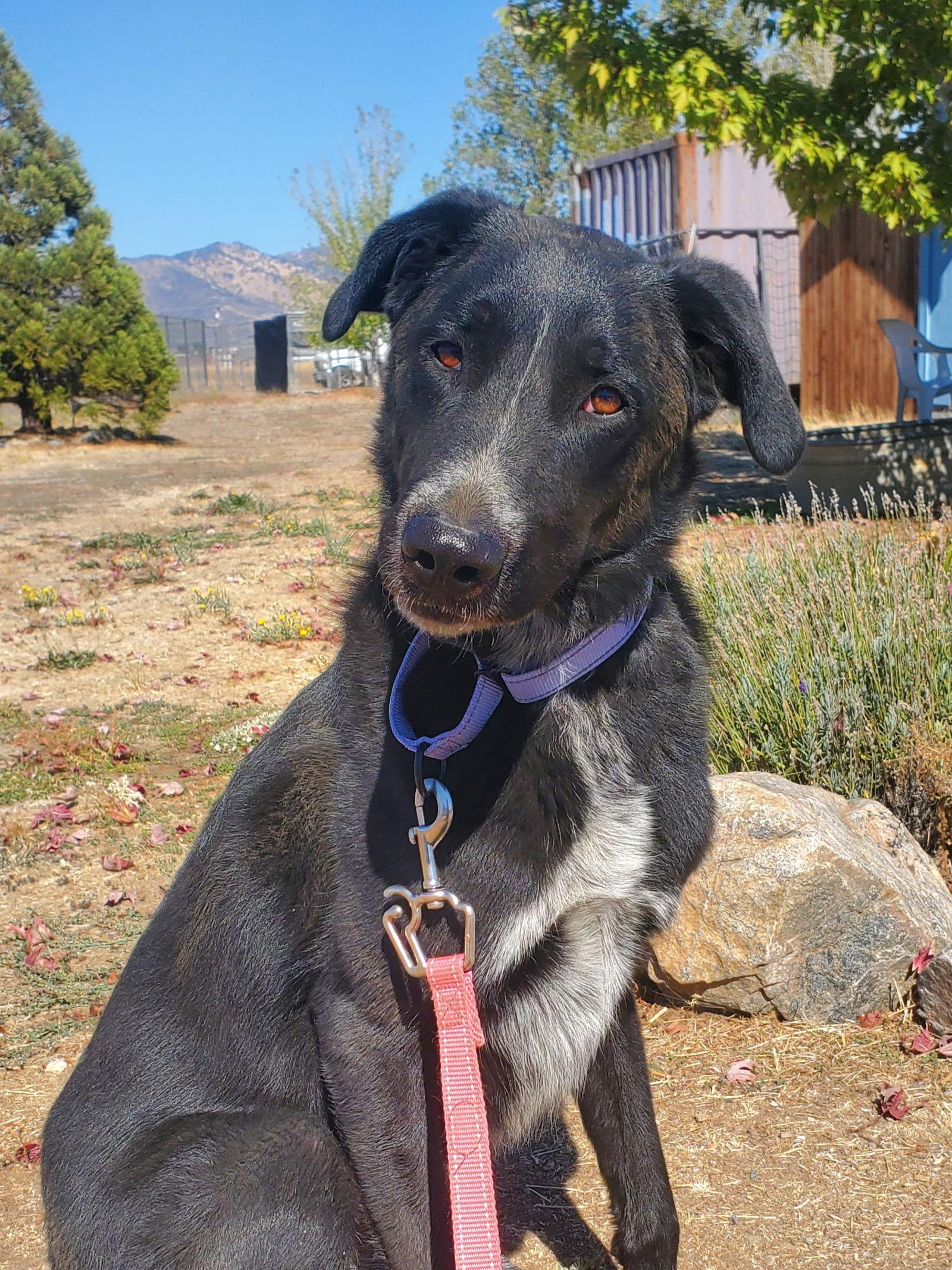 Enlarge Sabrina, a Adoptable mixed breed in Yreka, CA image 2/3
