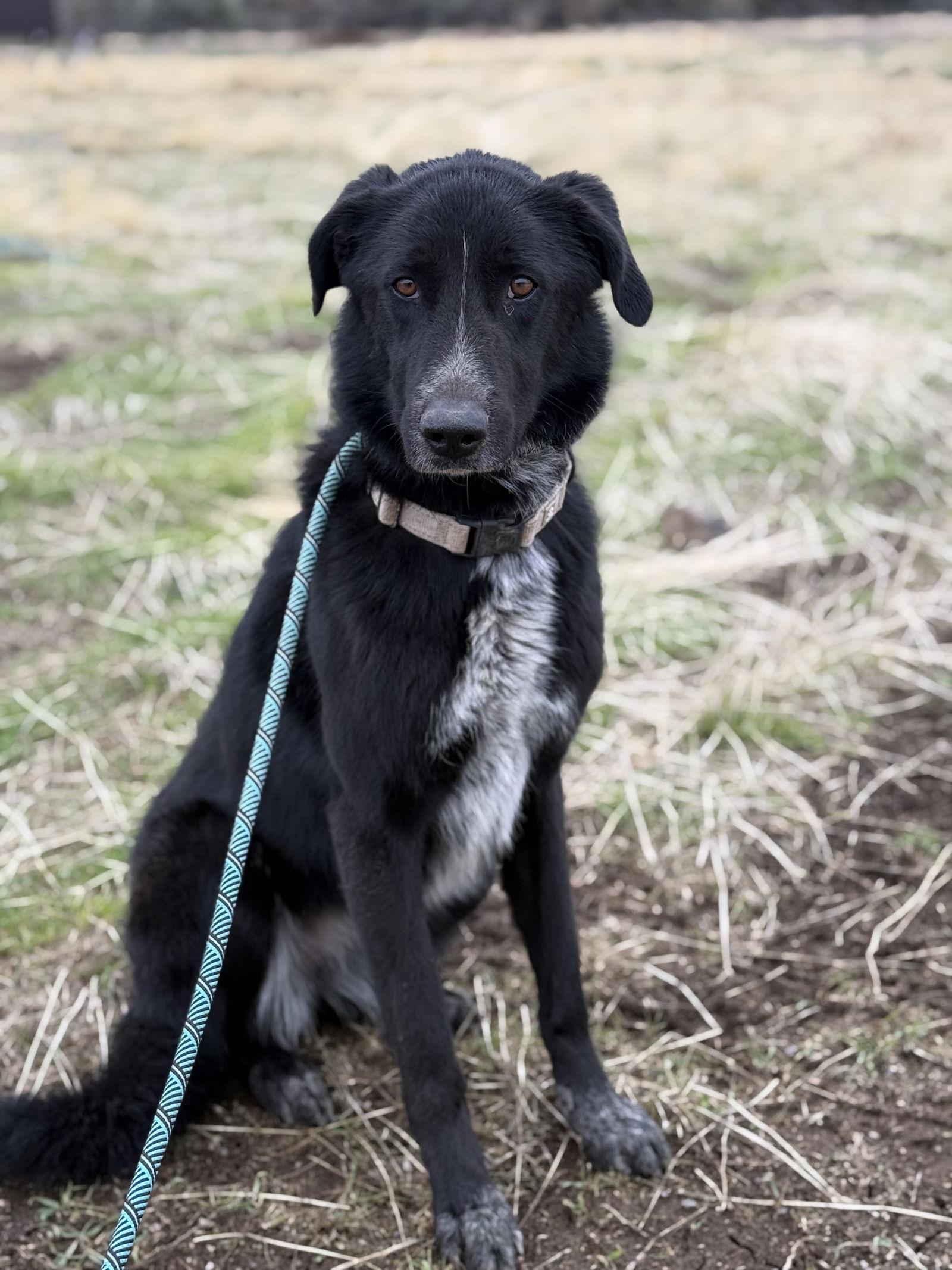 Enlarge Sabrina, a Adoptable mixed breed in Yreka, CA image 3/3