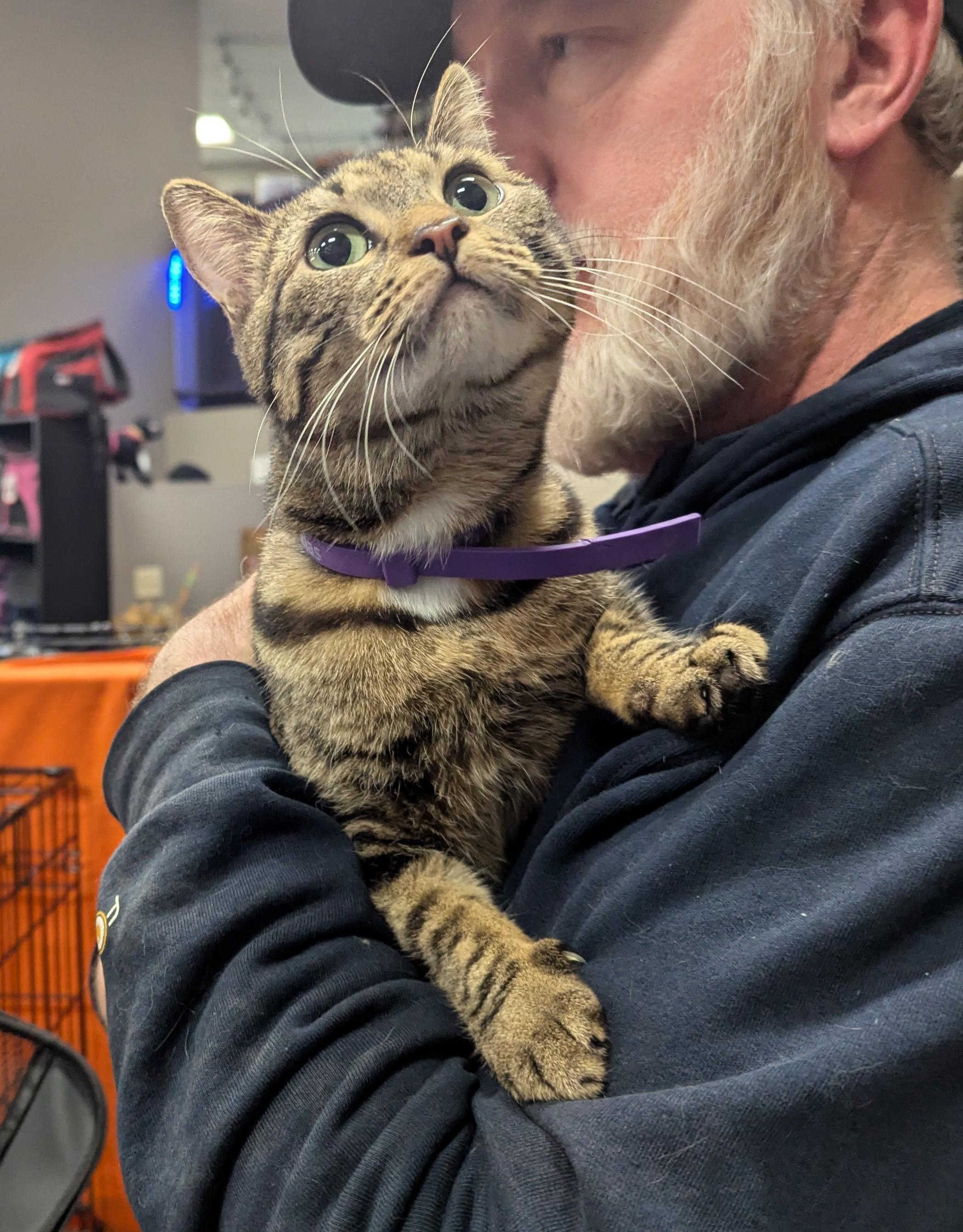 Carol, ADOPTABLE, Young Female Domestic Short Hair & Tabby.