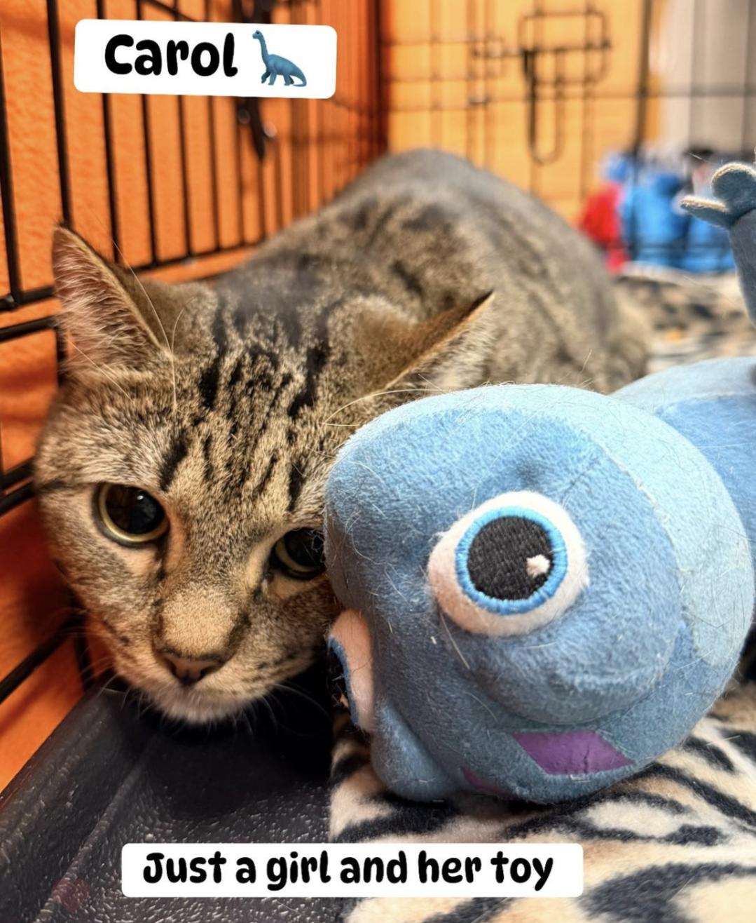 Enlarge Carol, a ADOPTABLE mixed breed in West Richland, WA image 2/3