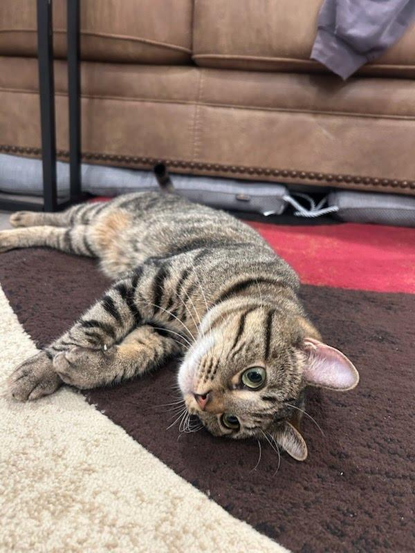 Carol, ADOPTABLE, Young Female Domestic Short Hair & Tabby.