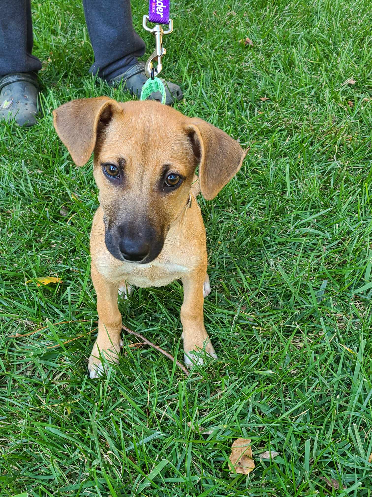 Dog for adoption Maxey, a Shepherd in Winchester , VA Petfinder
