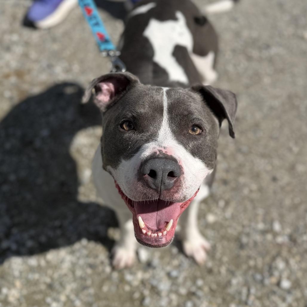 Enlarge Ti-tis, a Adoptable Pit Bull Terrier in Pittsford, VT image 2/2