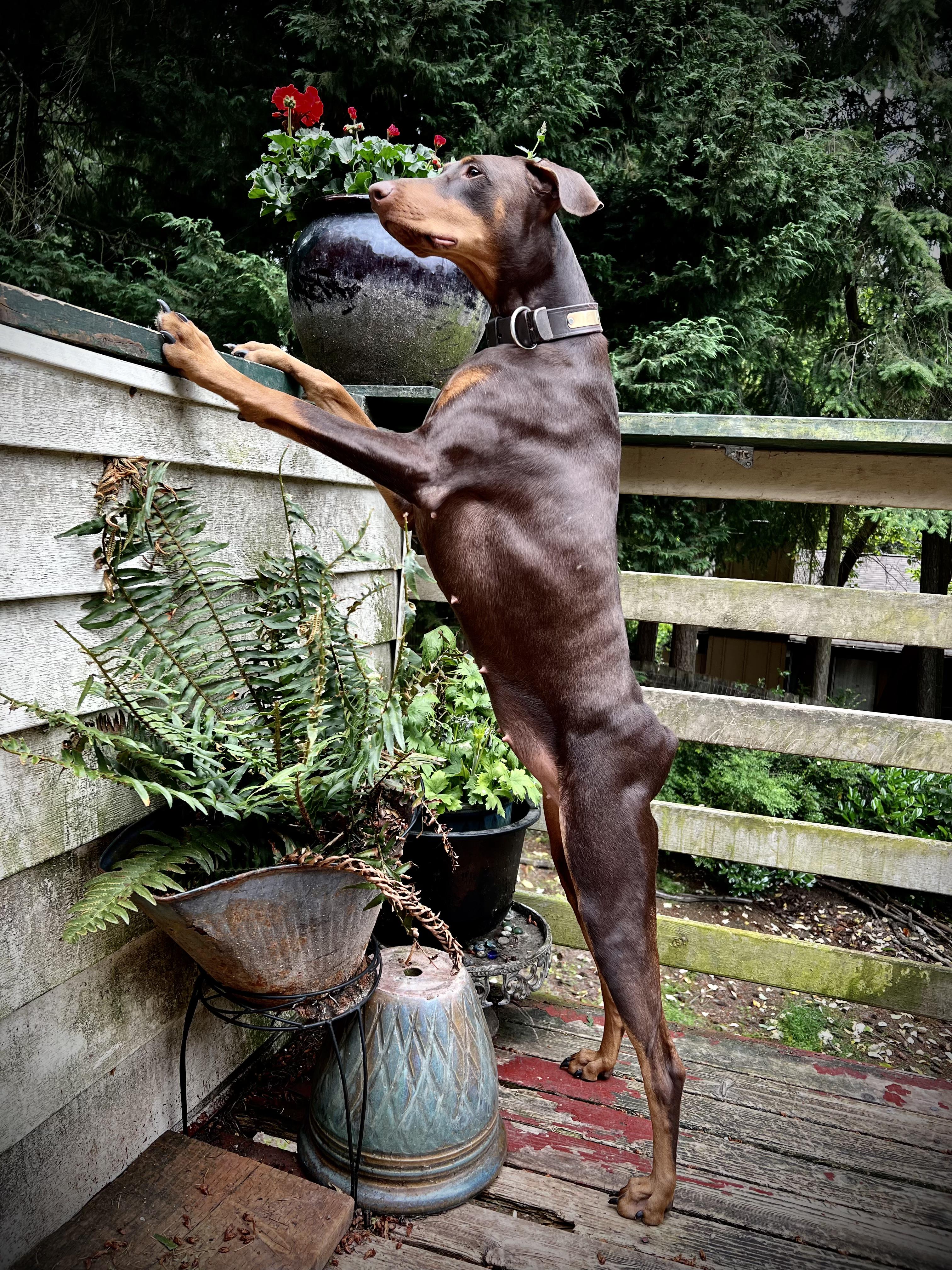 Echo, a Adoptable Doberman Pinscher in Redmond, WA image 1/5