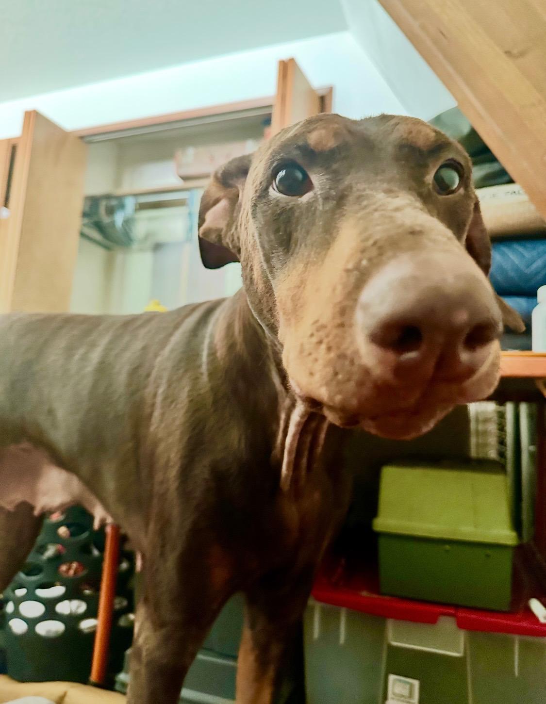 Echo, a Adoptable Doberman Pinscher in Redmond, WA image 3/5