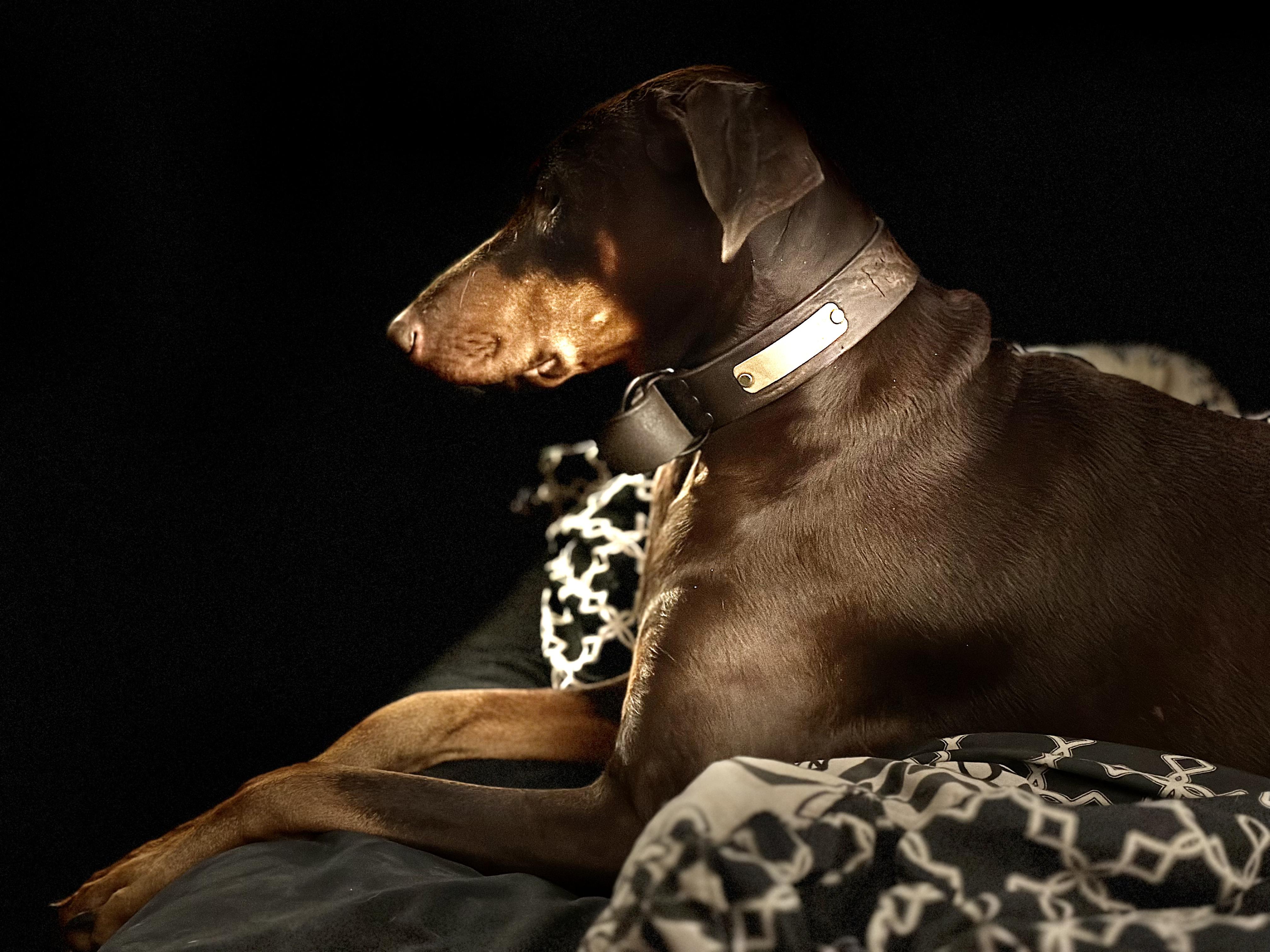 Echo, a Adoptable Doberman Pinscher in Redmond, WA image 4/5