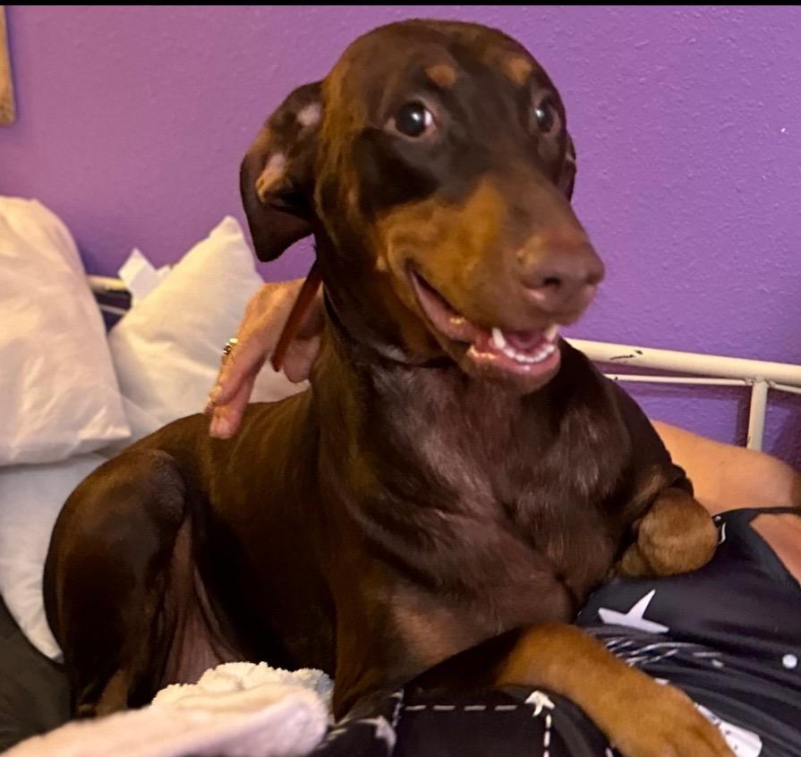 Echo, a Adoptable Doberman Pinscher in Redmond, WA image 5/5