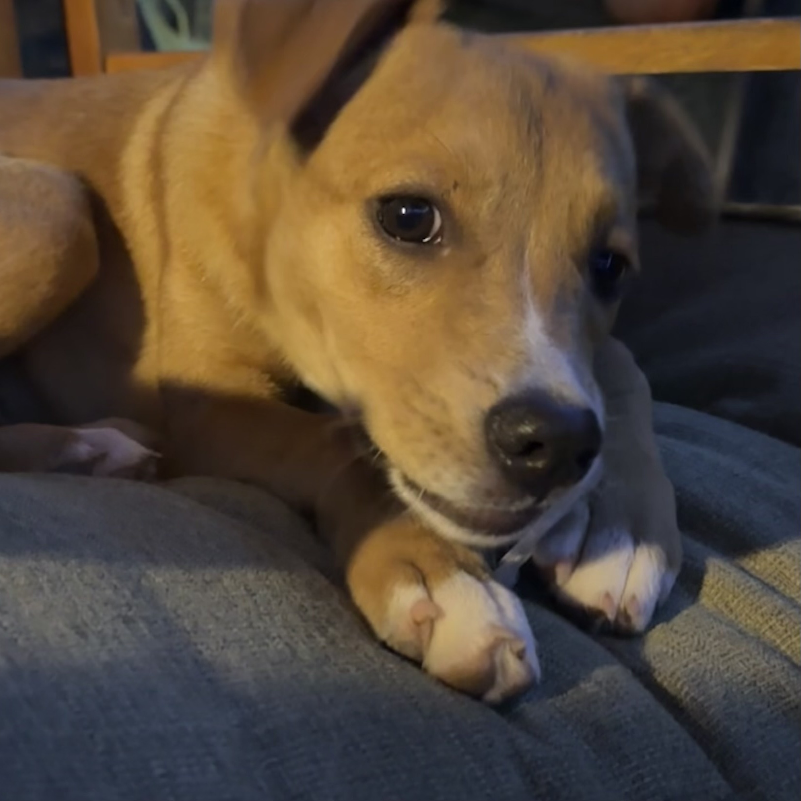 Dog for adoption Sienna, a Mixed Breed in Houston, TX Petfinder