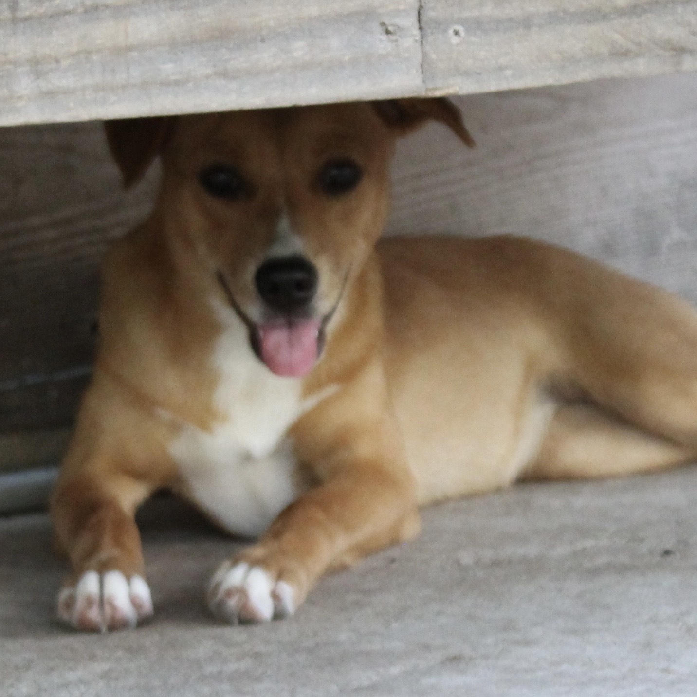 Dog for adoption Sienna, a Mixed Breed in Houston, TX Petfinder