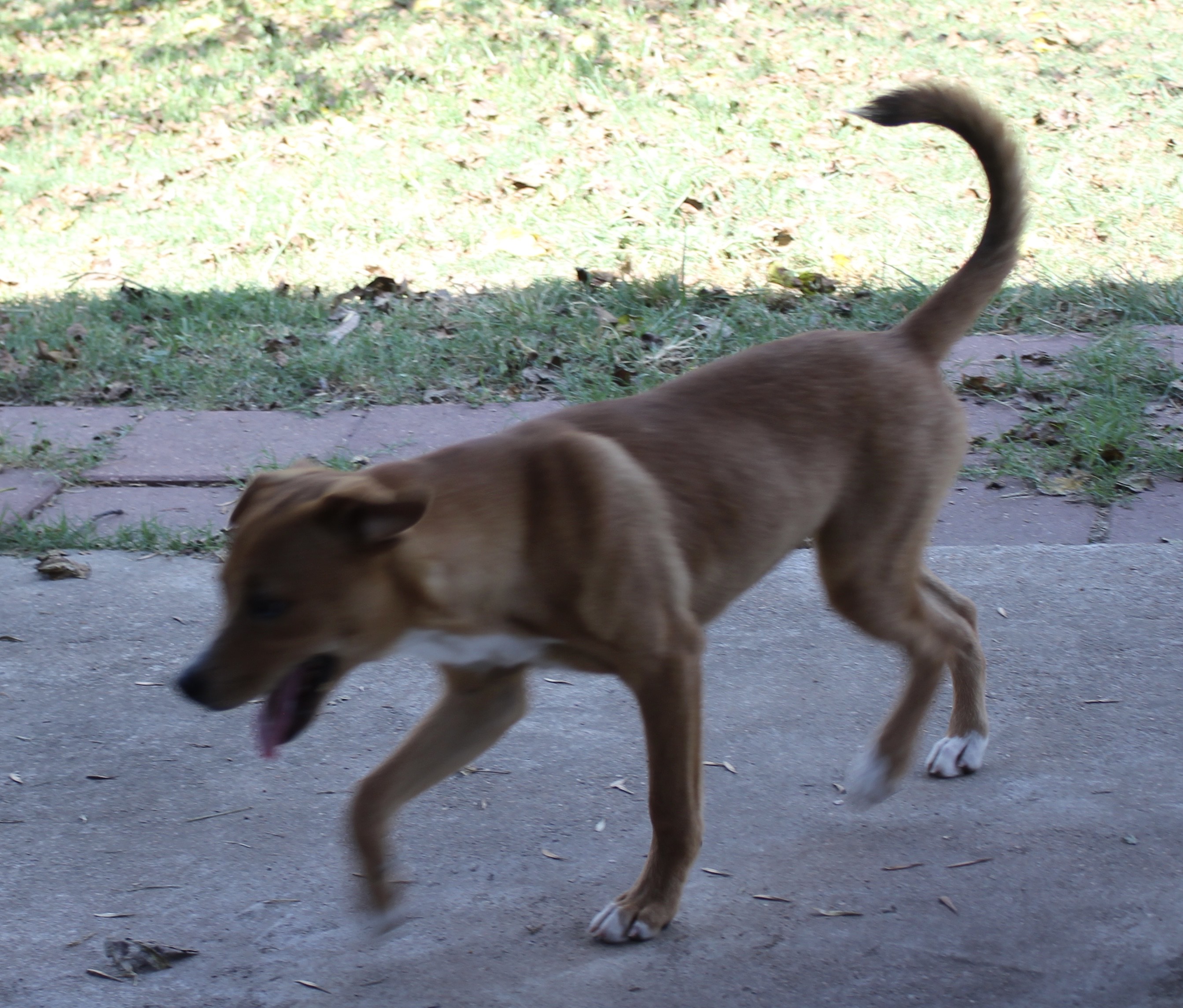 Dog for adoption Sienna, a Mixed Breed in Houston, TX Petfinder