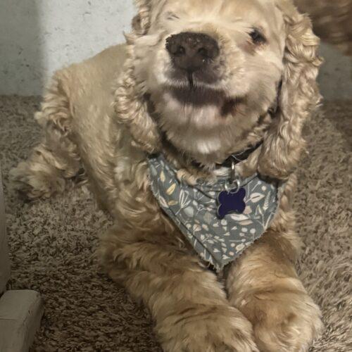 Enlarge Brenner U 26070, a Adoptable mixed breed in Parker, CO image 1/2