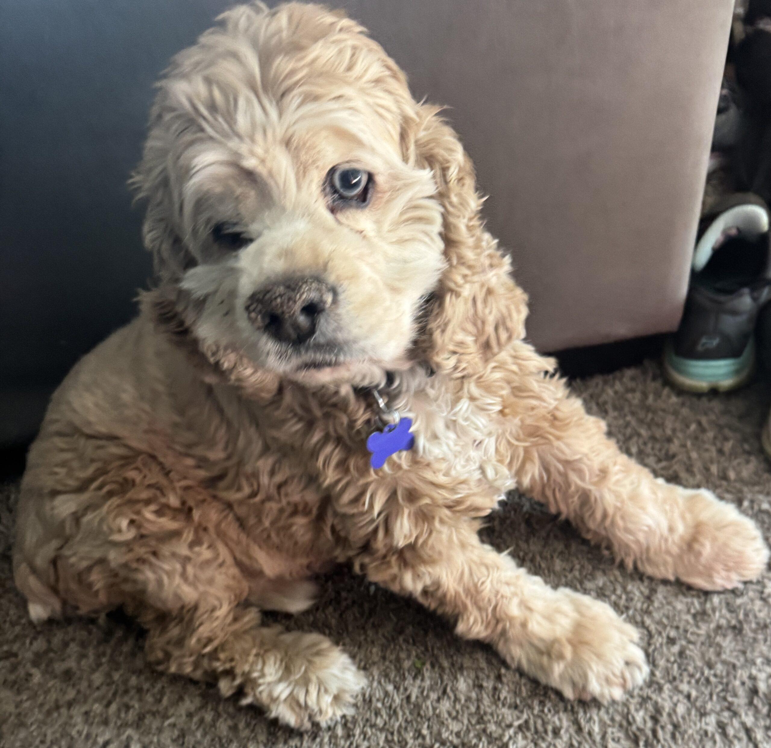 Enlarge Brenner U 26070, a Adoptable mixed breed in Parker, CO image 2/2