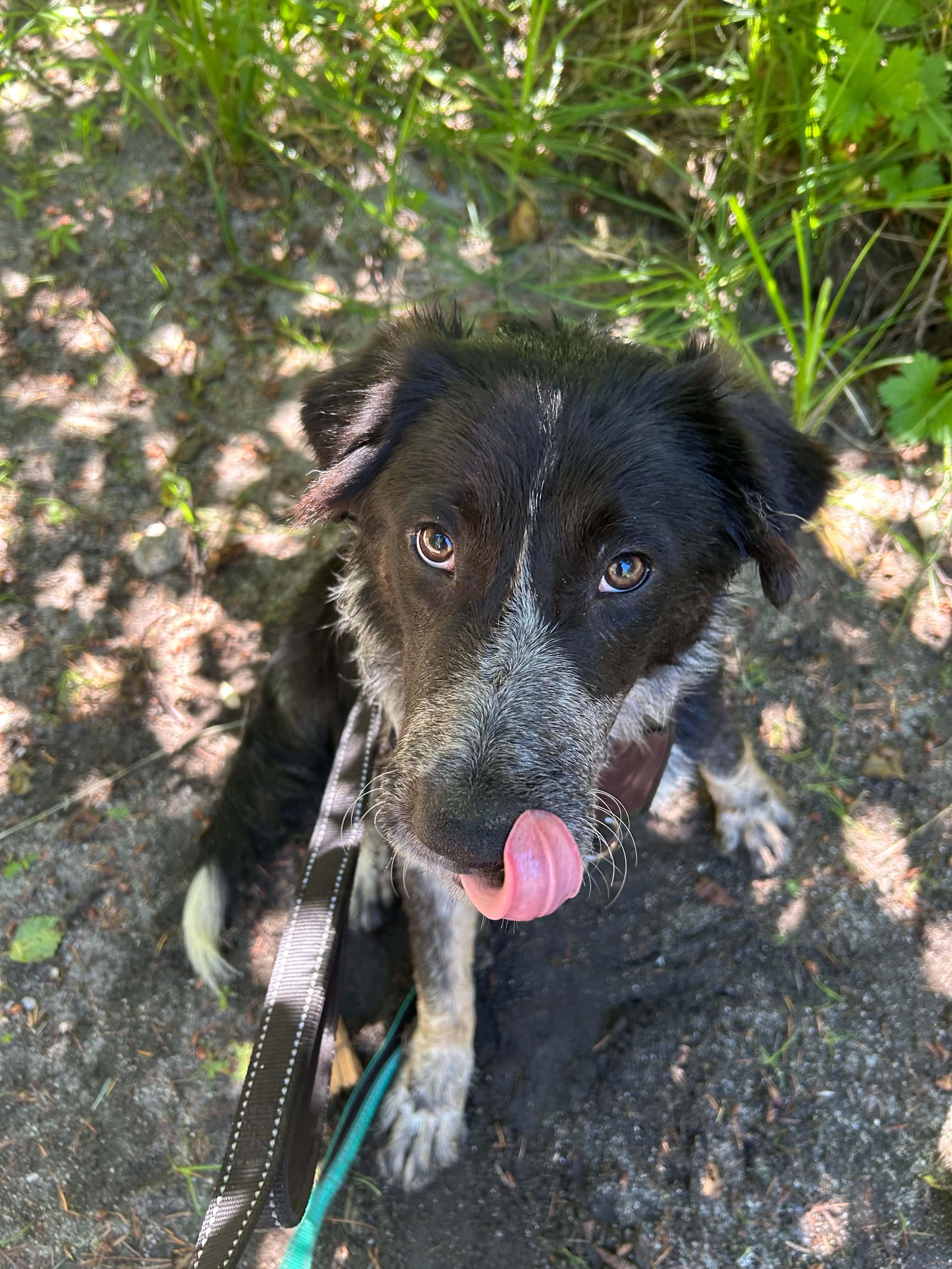 Enlarge Buster, an adoptable mixed breed in Grants Pass, OR image 3/5