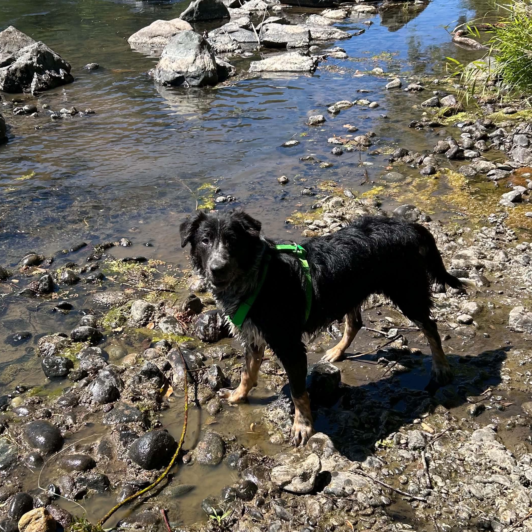 Enlarge Buster, an adoptable mixed breed in Grants Pass, OR image 2/5
