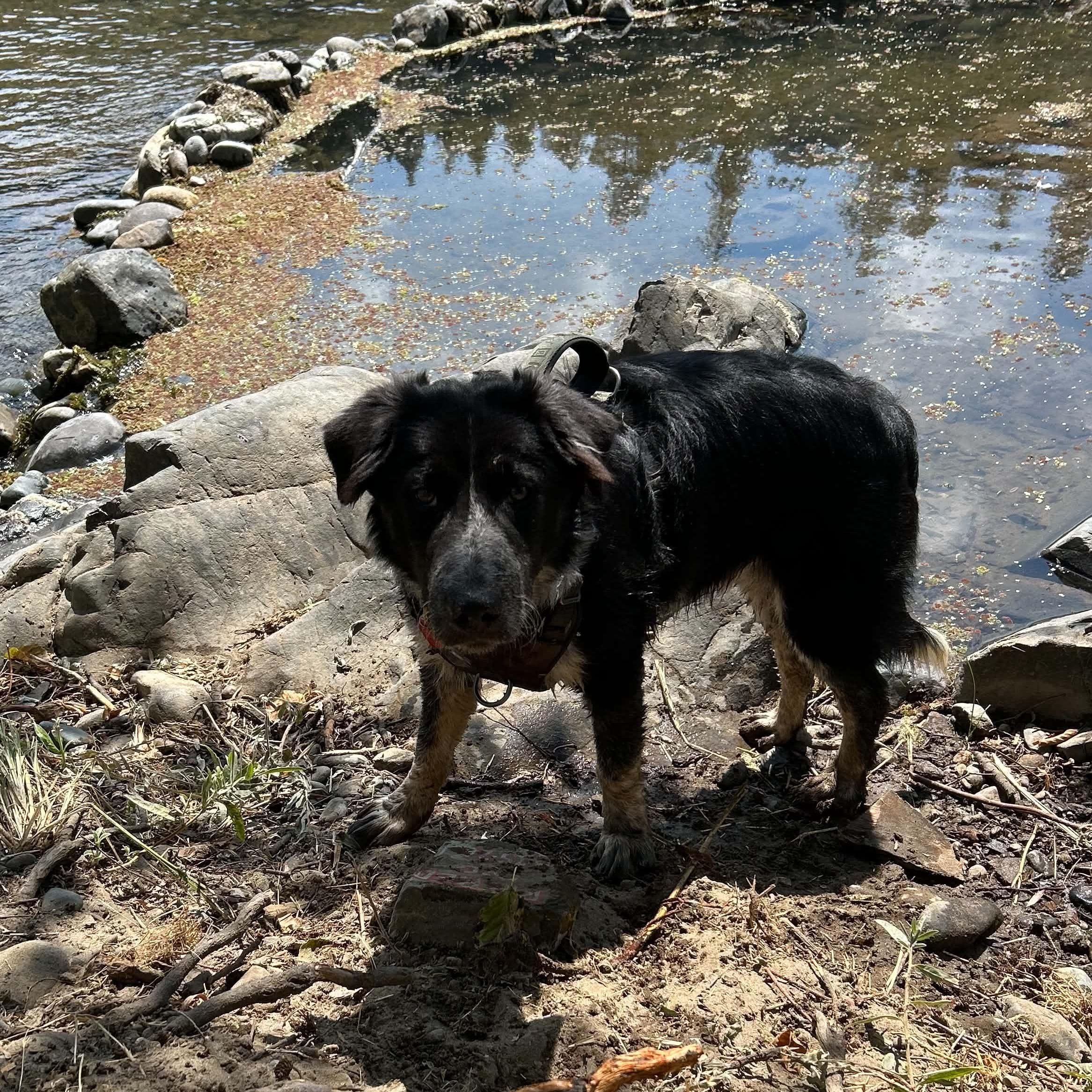 Enlarge Buster, an adoptable mixed breed in Grants Pass, OR image 4/5