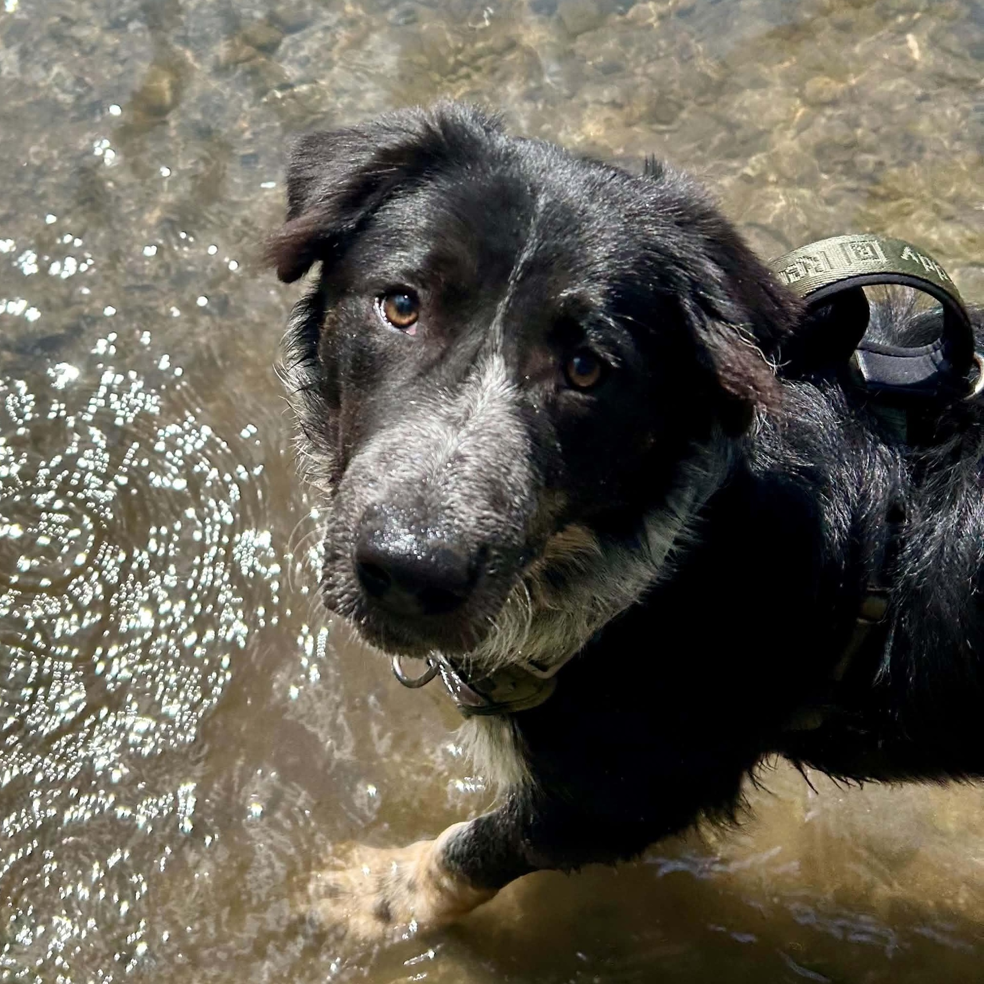 Buster, adoptable, Puppy Male Border Collie & Mixed Breed.