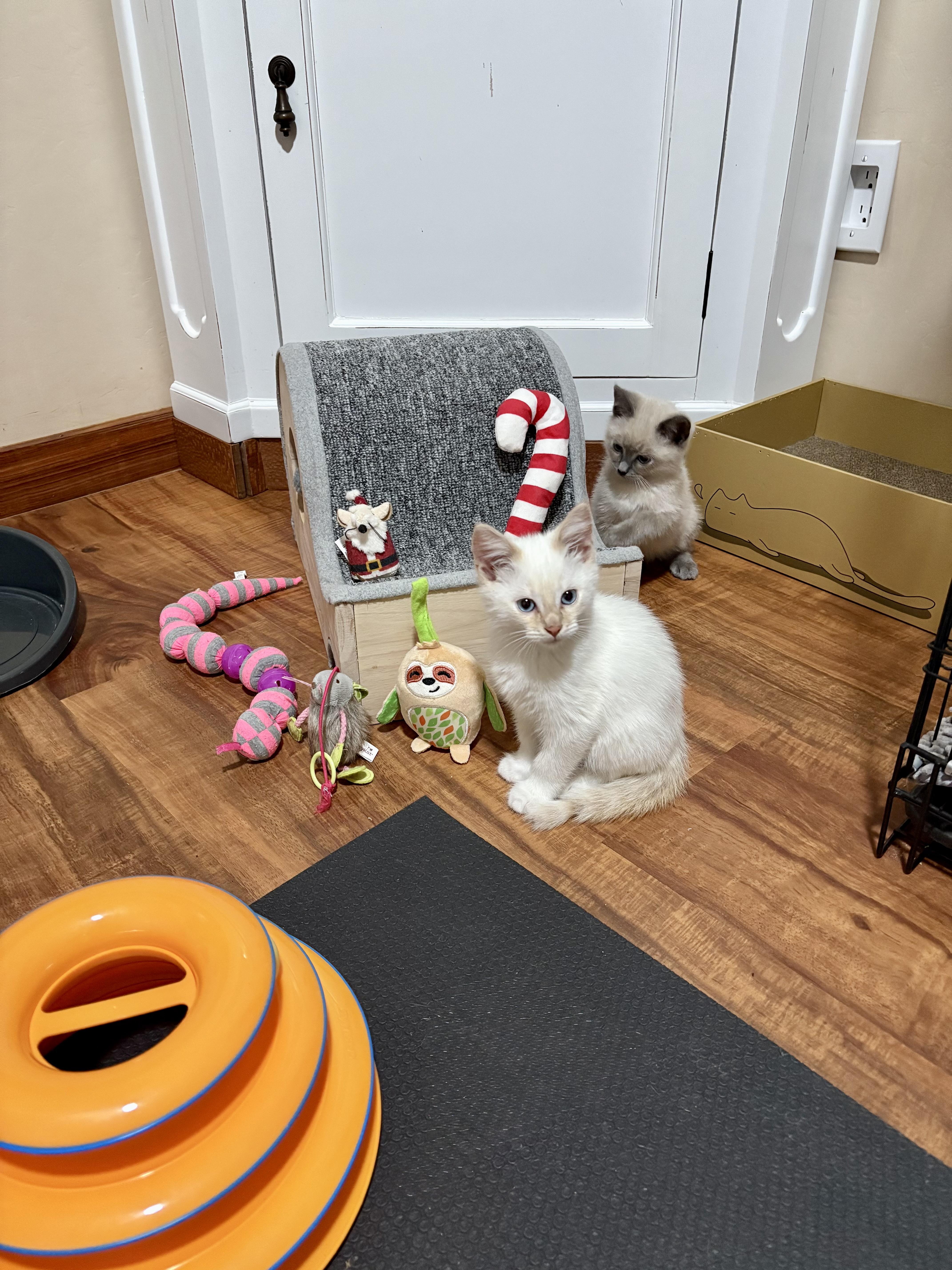 Snow, an adopted Siamese in Gilbert, AZ image 2/2