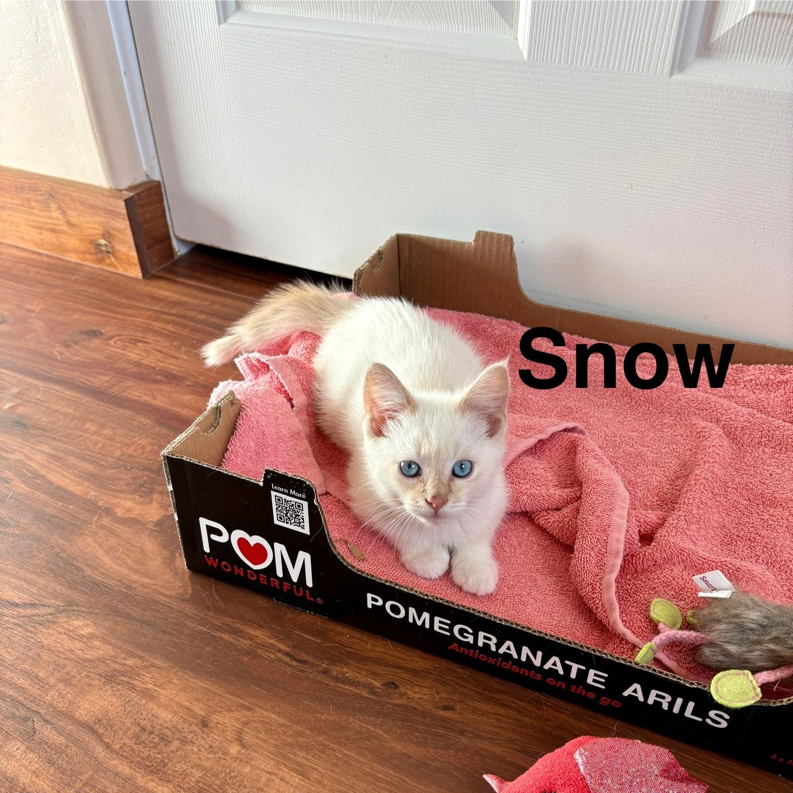 Snow, adopted, Kitten Male Siamese.