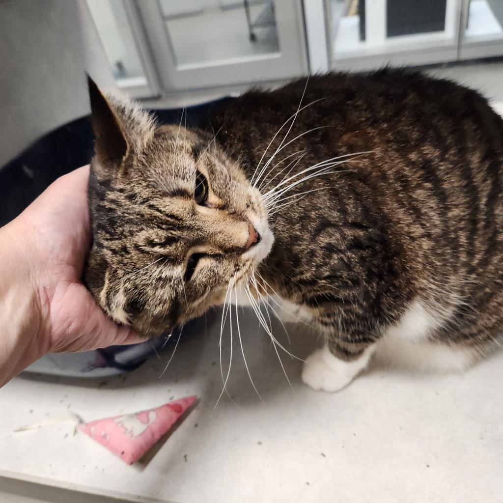 Enlarge Lucy-Foster, a Adoptable Domestic Short Hair in Grand Rapids, MI image 1/6