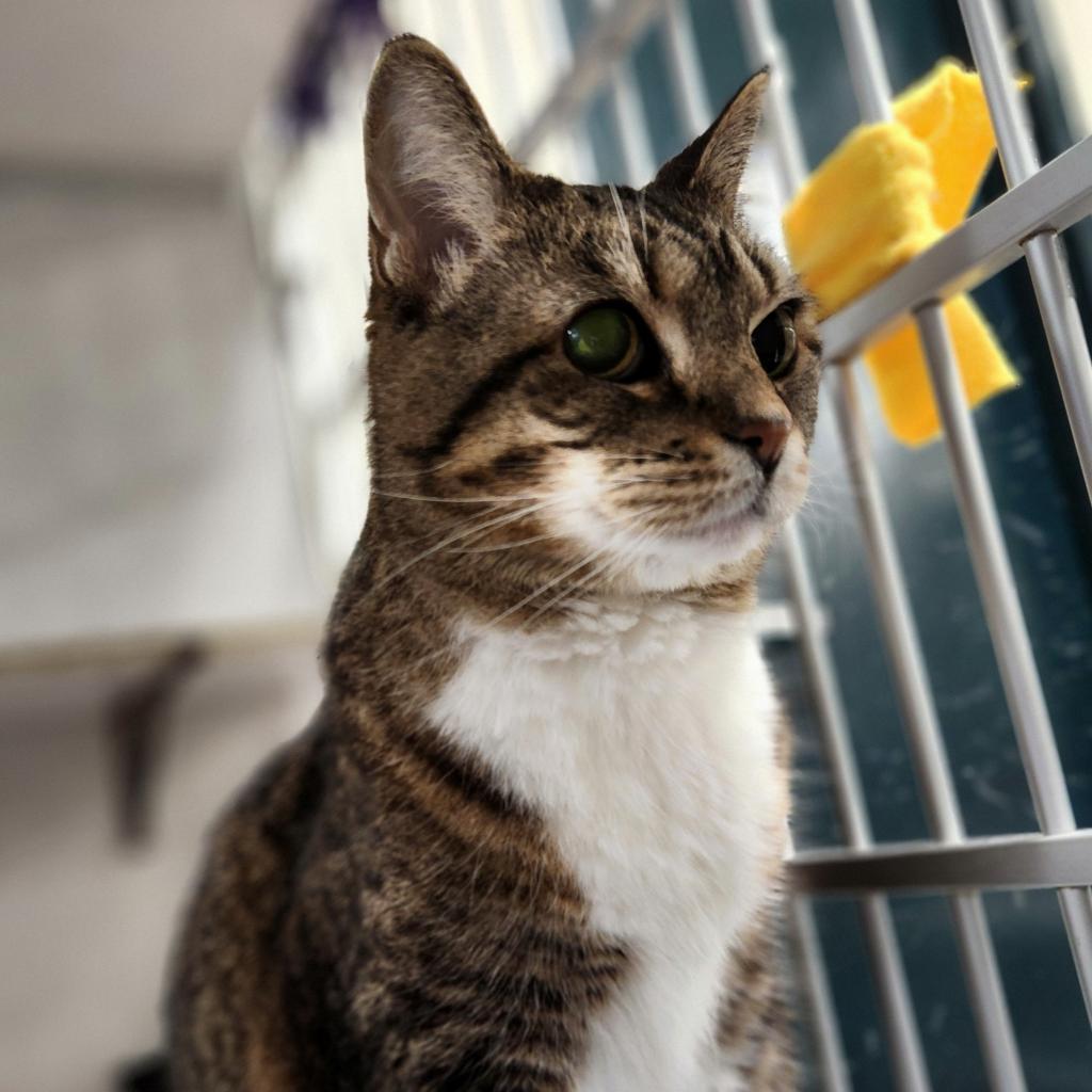 Enlarge Lucy-Foster, a Adoptable Domestic Short Hair in Grand Rapids, MI image 2/6