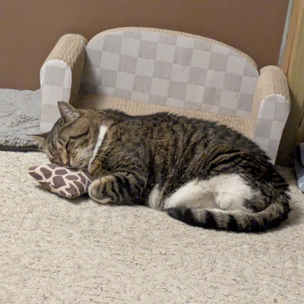 Enlarge Lucy-Foster, a Adoptable Domestic Short Hair in Grand Rapids, MI image 3/6