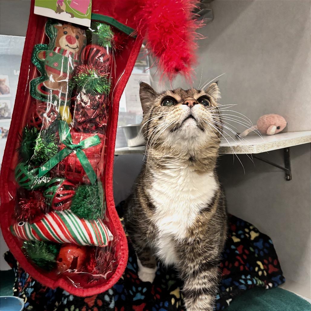 Enlarge Lucy-Foster, a Adoptable Domestic Short Hair in Grand Rapids, MI image 4/6