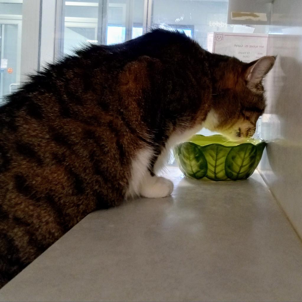 Enlarge Lucy-Foster, a Adoptable Domestic Short Hair in Grand Rapids, MI image 5/6