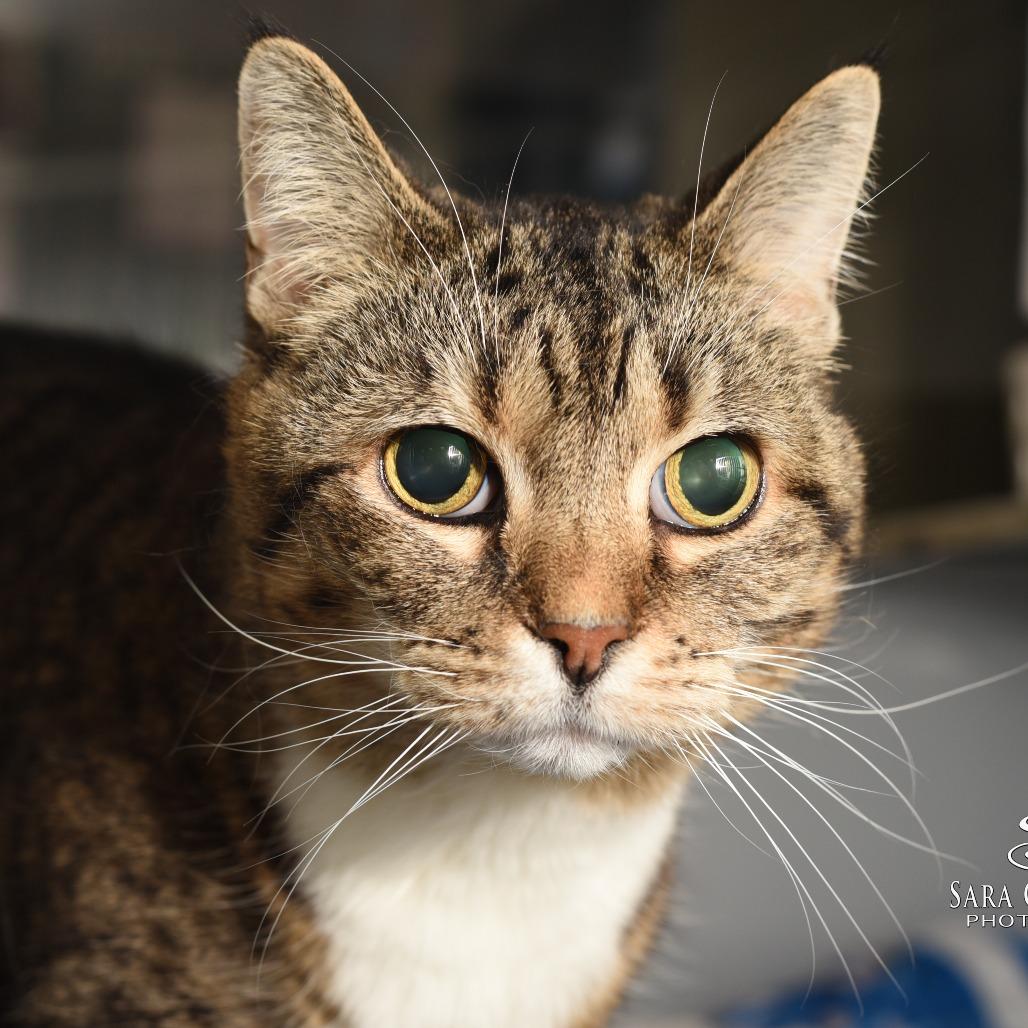 Enlarge Lucy-Foster, a Adoptable Domestic Short Hair in Grand Rapids, MI image 6/6