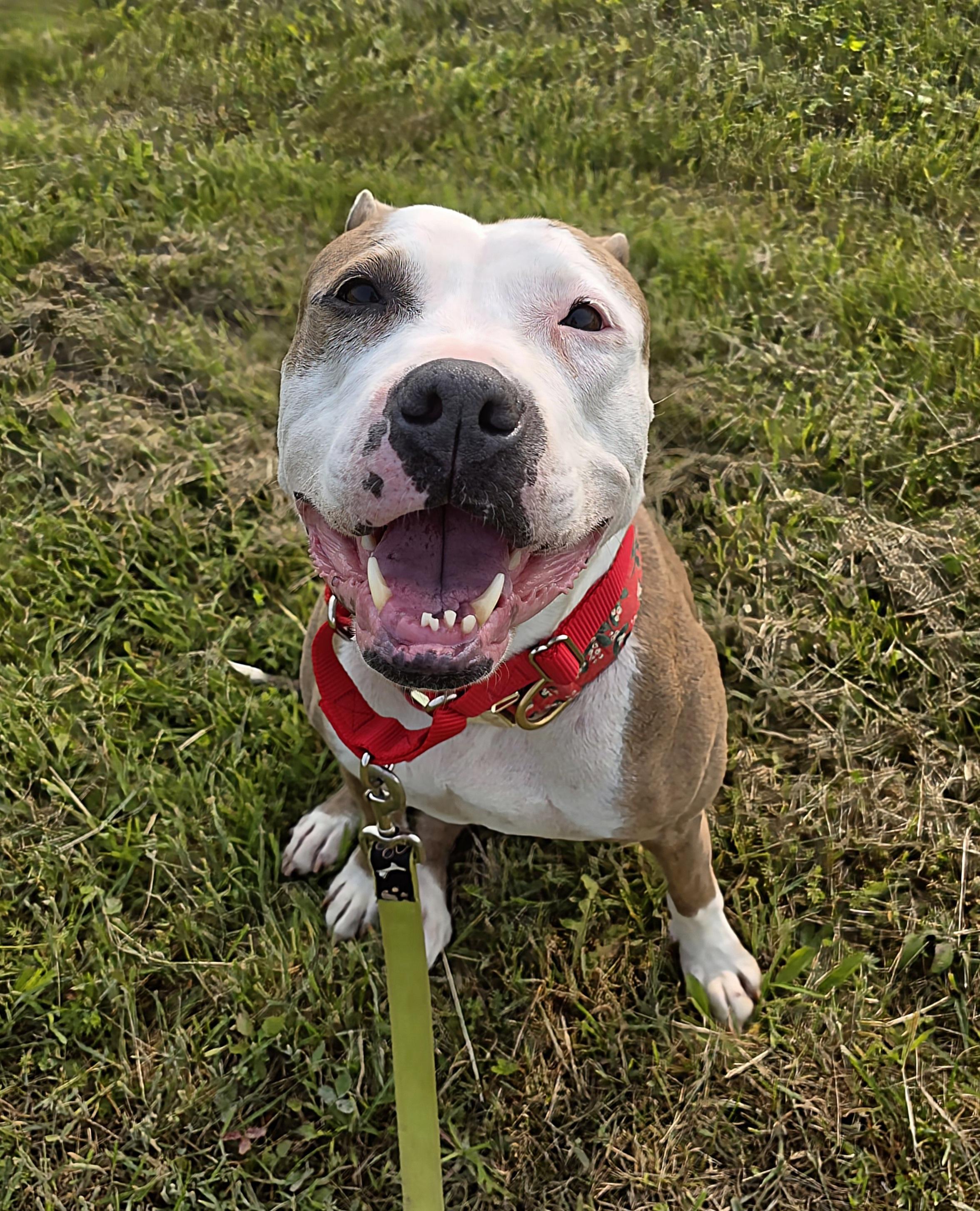 Enlarge Genesee, a Adopted mixed breed in Darien Center, NY image 3/6