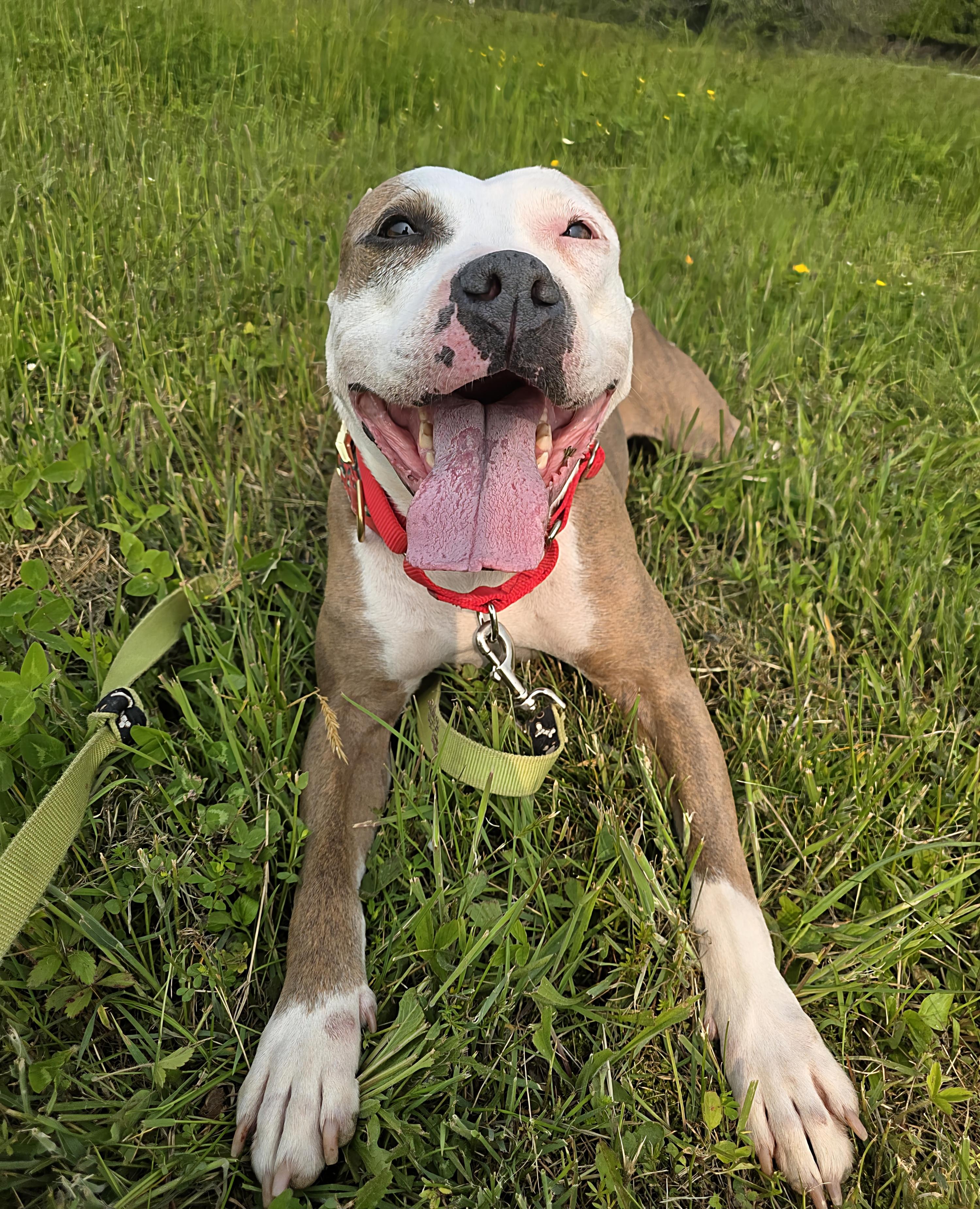Enlarge Genesee, a Adopted mixed breed in Darien Center, NY image 1/6