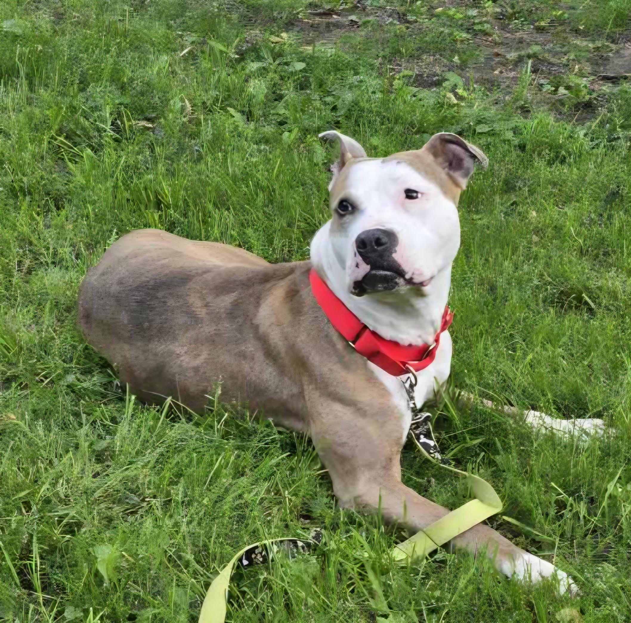 Enlarge Genesee, a Adopted mixed breed in Darien Center, NY image 2/6