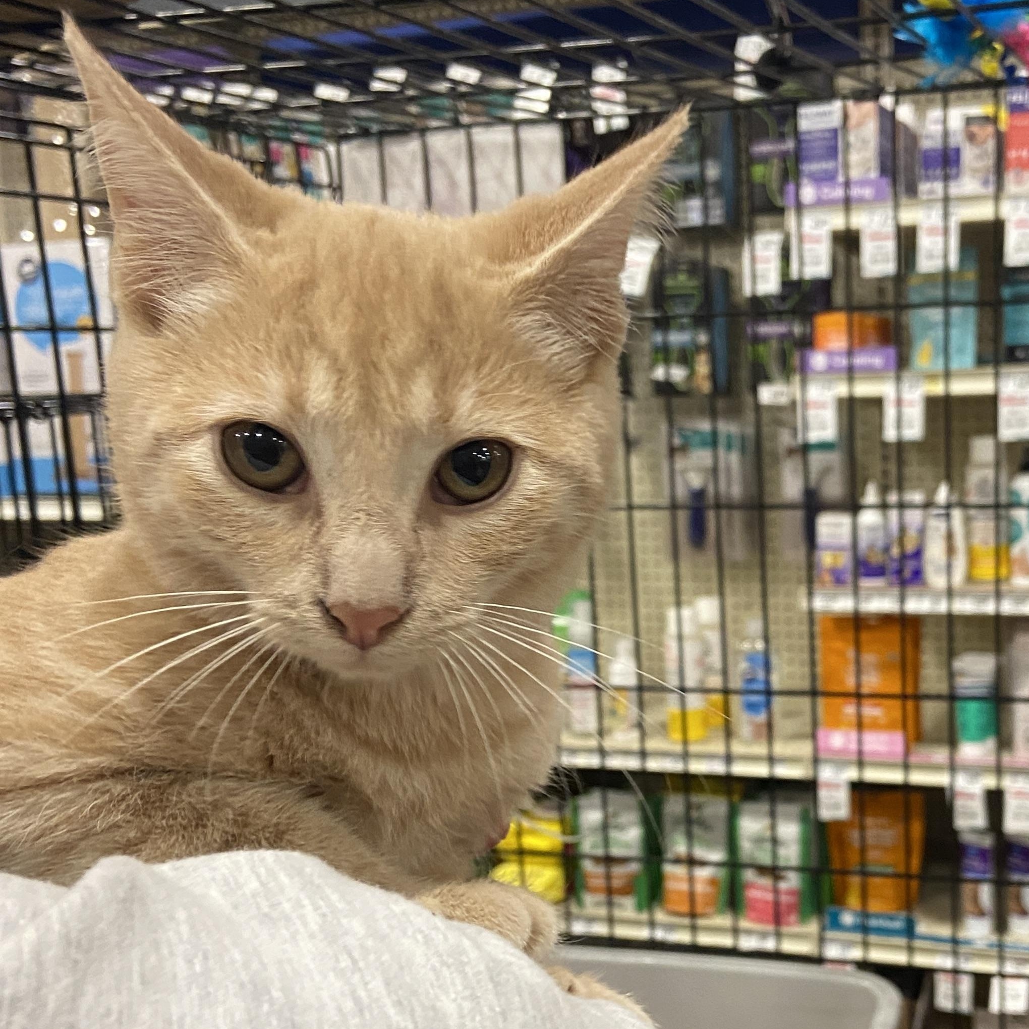 Cider, Adoptable, Kitten Male Domestic Short Hair.