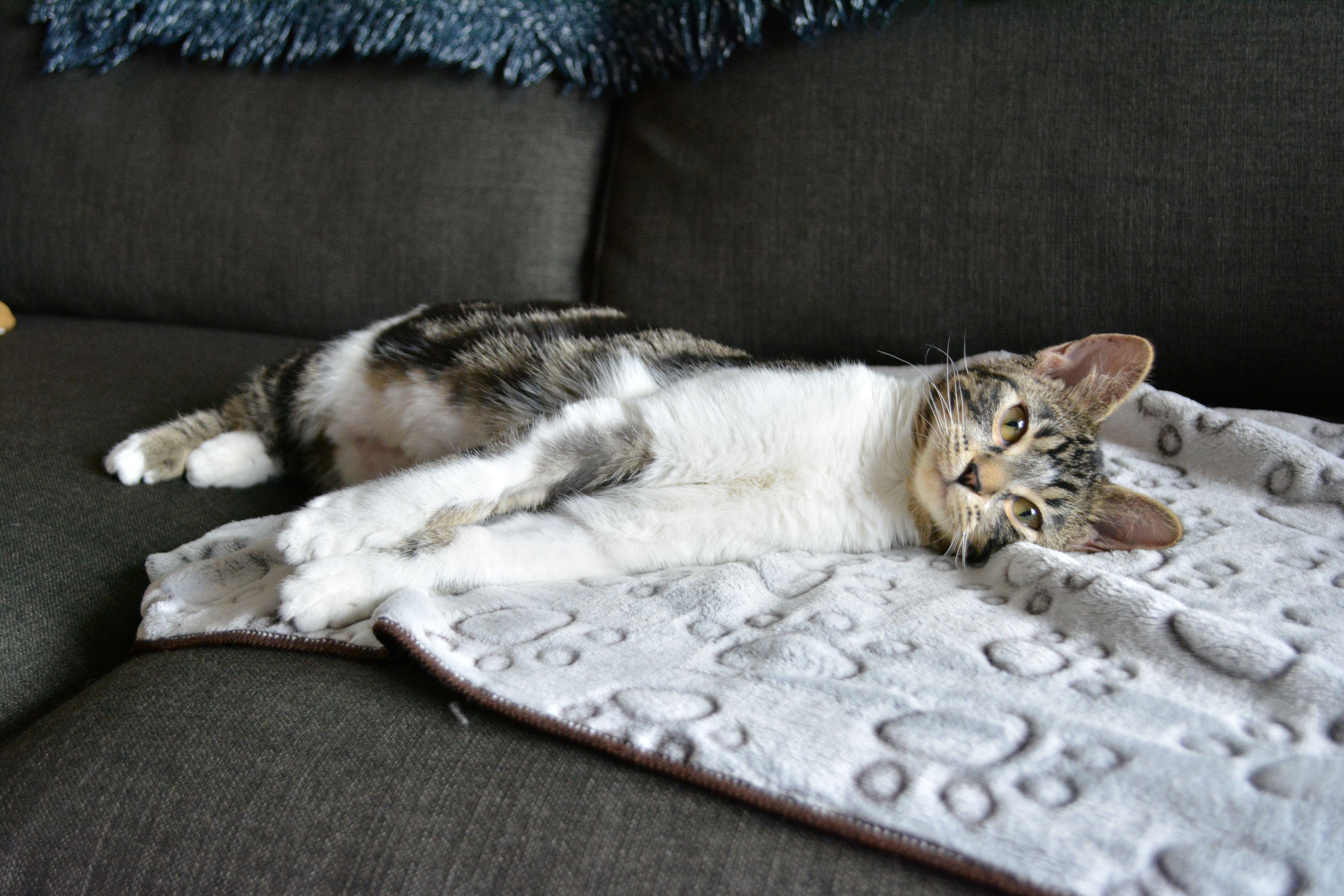 Enlarge Crepe, an adopted Domestic Short Hair in Calgary, AB image 5/6