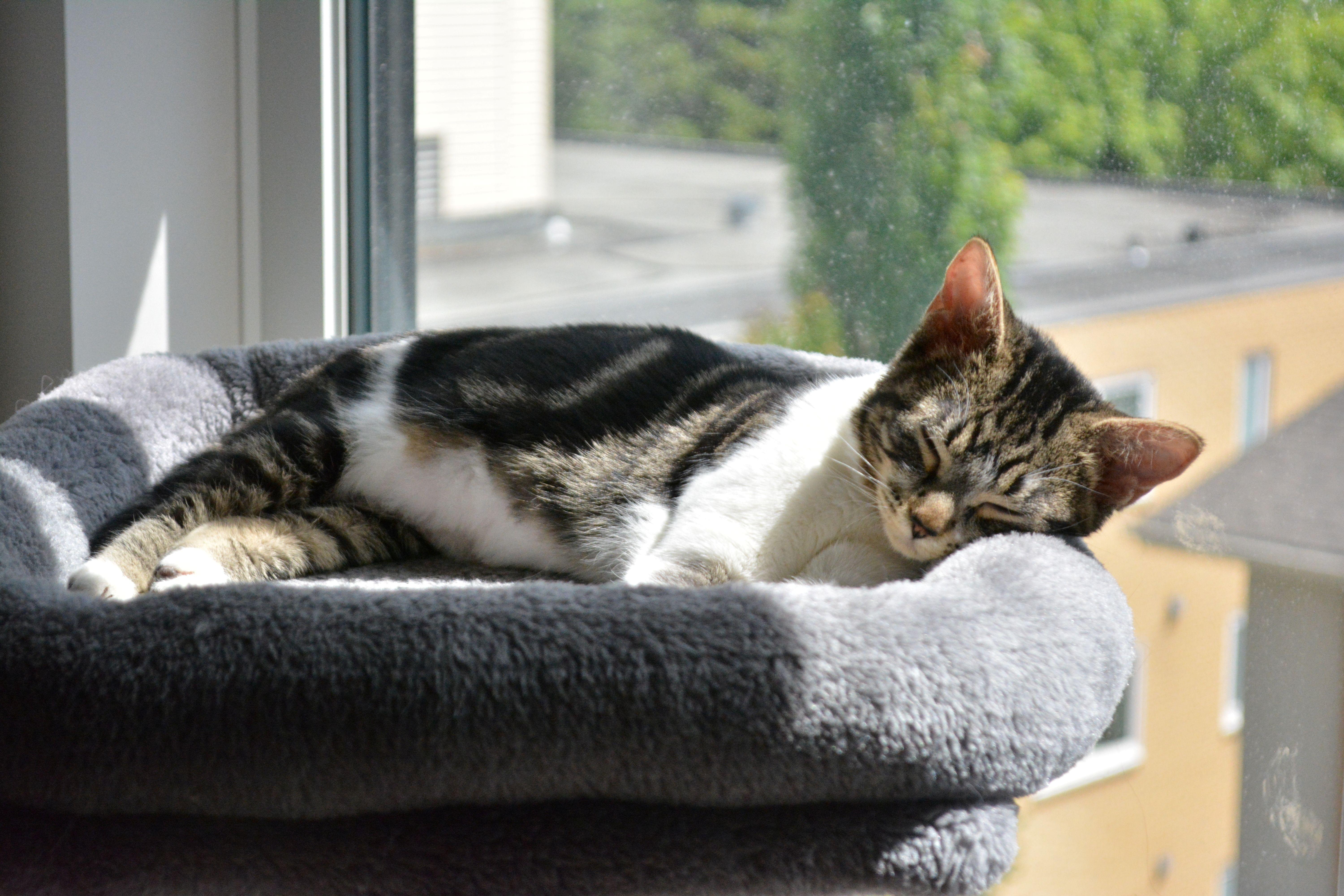 Enlarge Crepe, an adopted Domestic Short Hair in Calgary, AB image 3/6