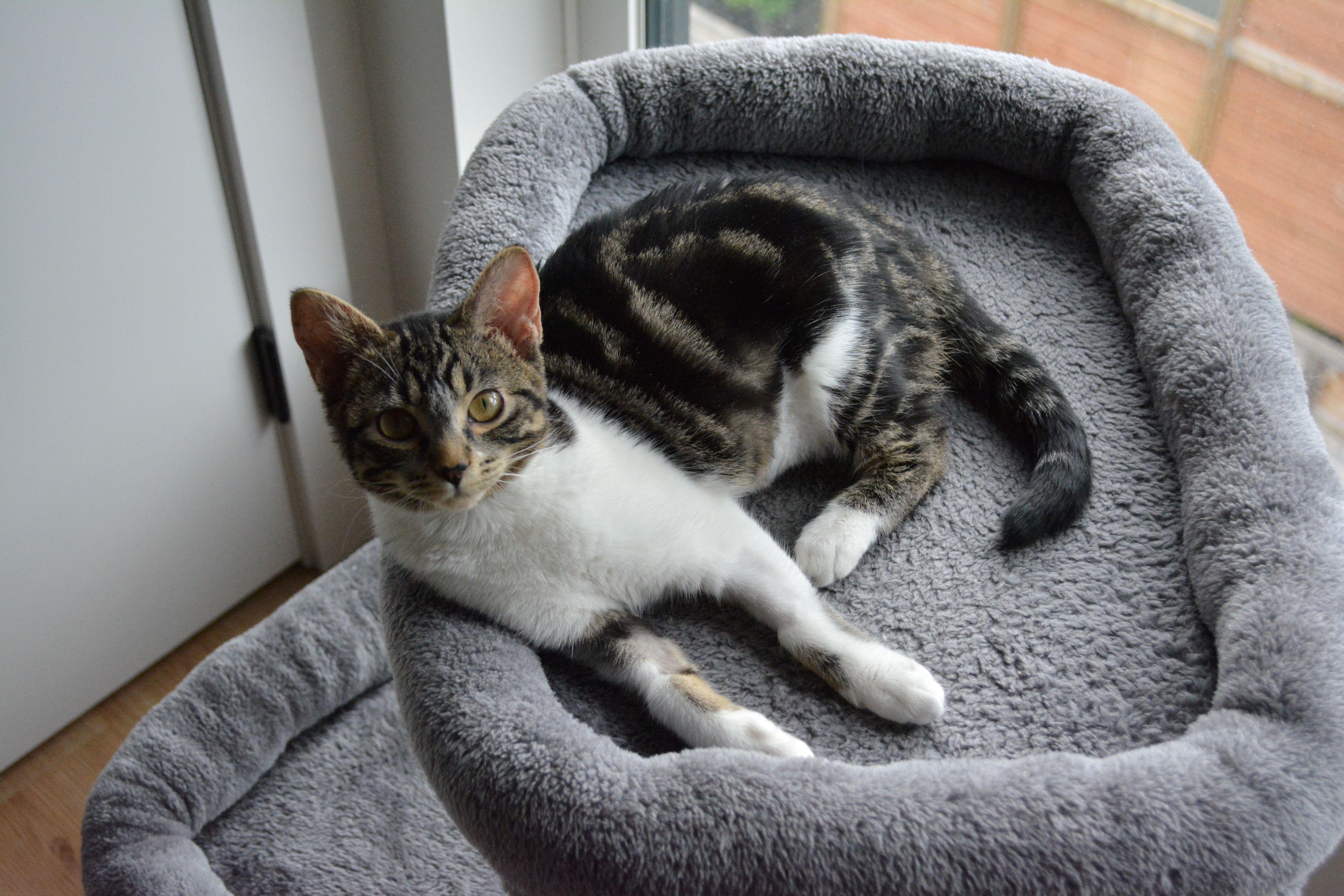 Enlarge Crepe, an adopted Domestic Short Hair in Calgary, AB image 1/6