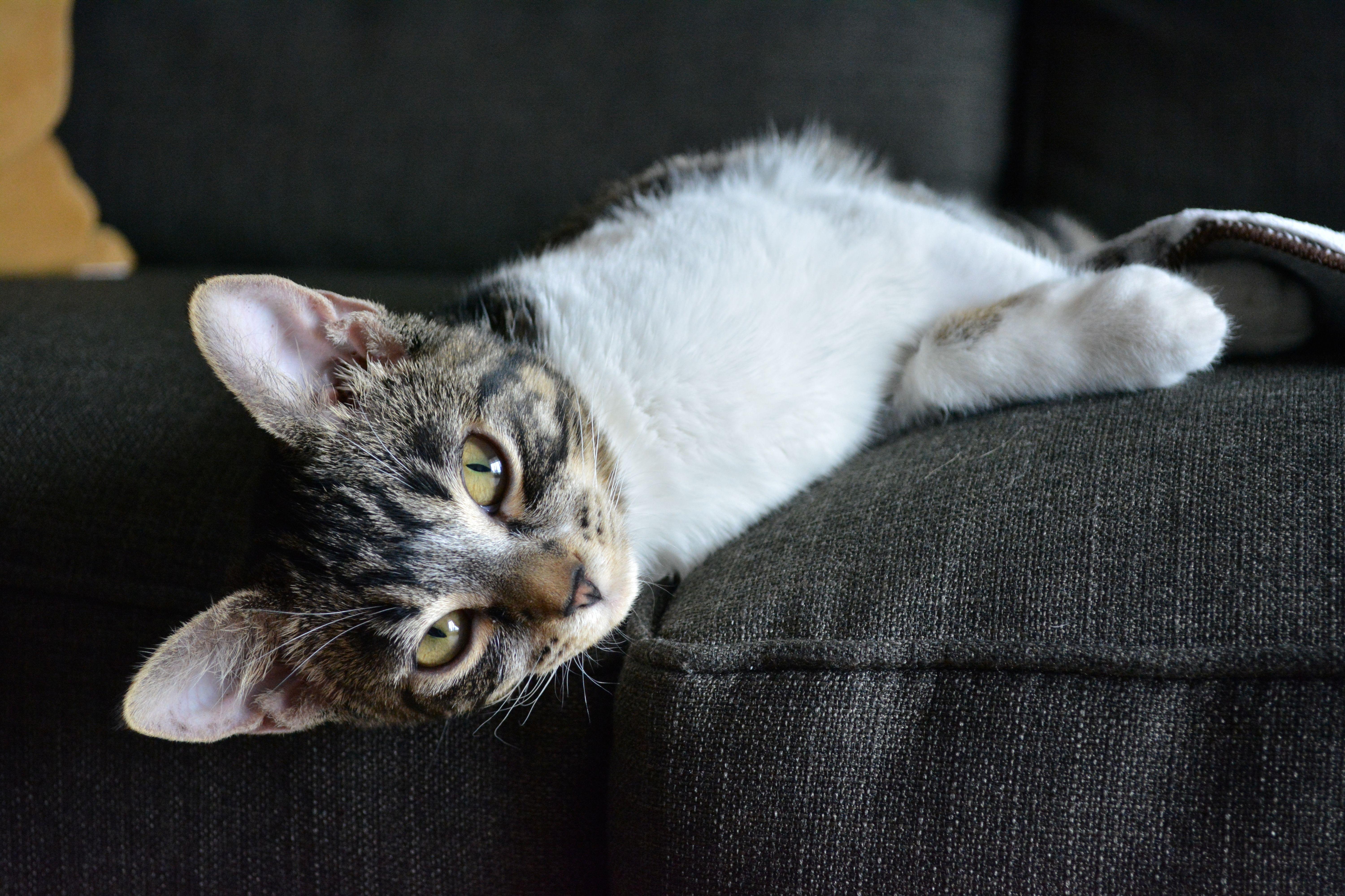 Enlarge Crepe, an adopted Domestic Short Hair in Calgary, AB image 6/6