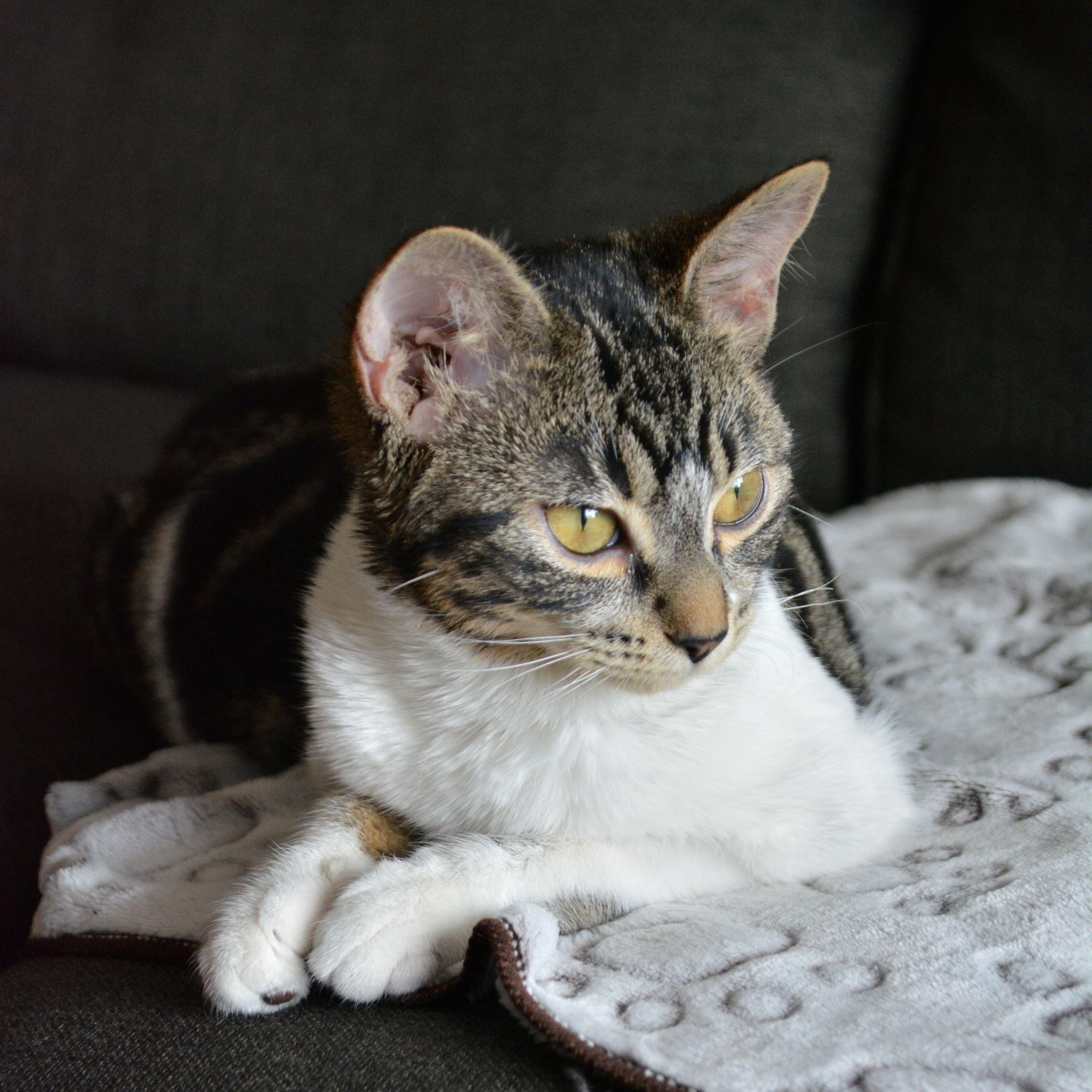 Enlarge Crepe, an adopted Domestic Short Hair in Calgary, AB image 4/6