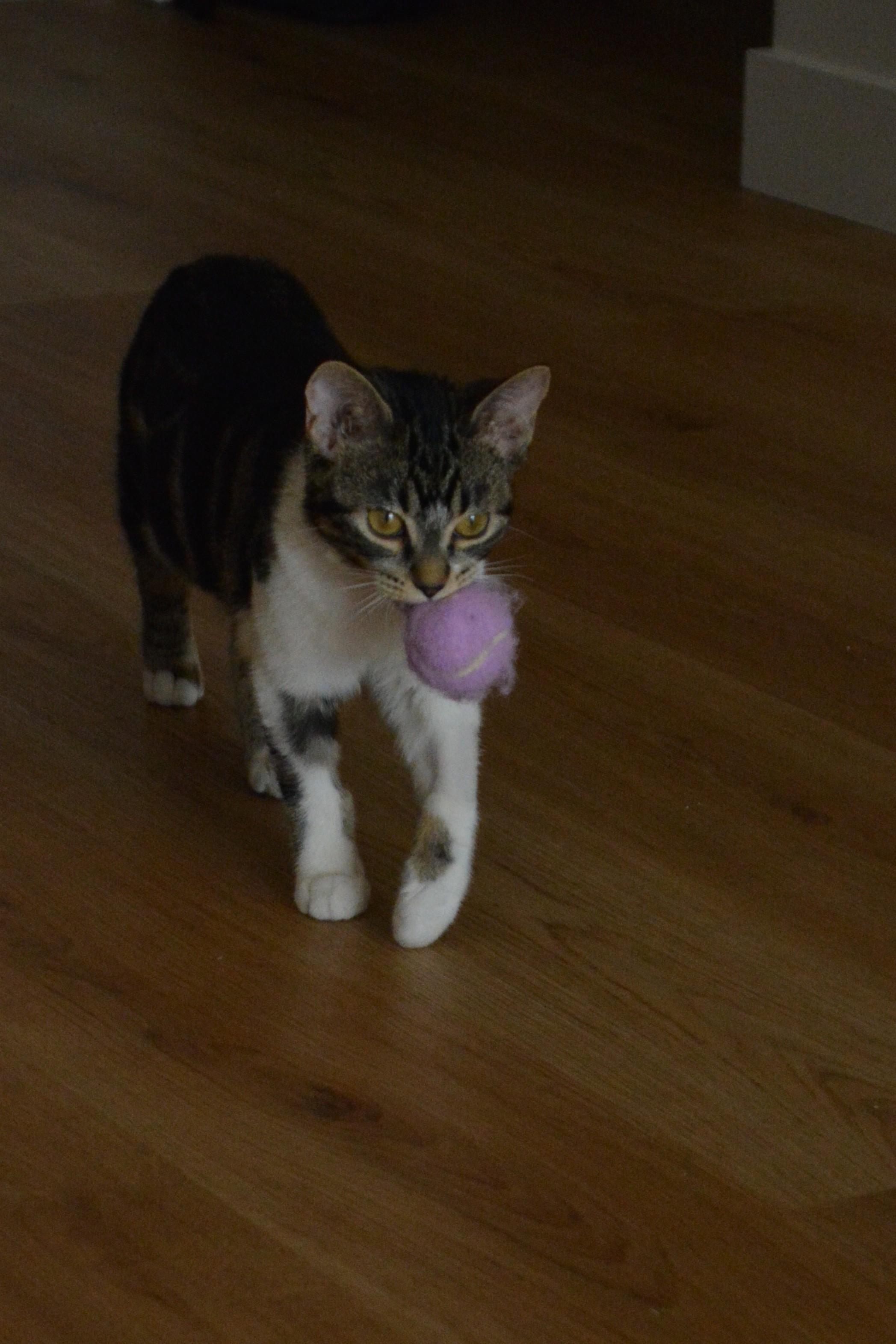 Enlarge Crepe, an adopted Domestic Short Hair in Calgary, AB image 2/6